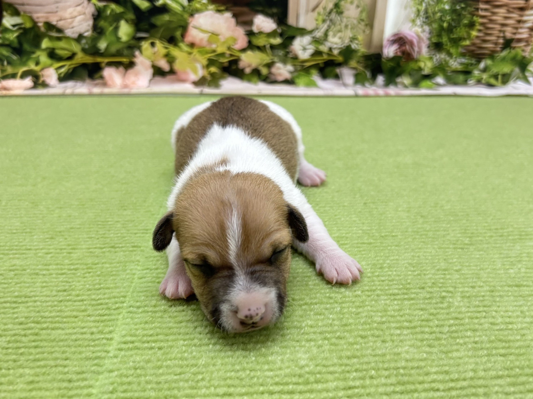 赤ちゃん写真1-1
