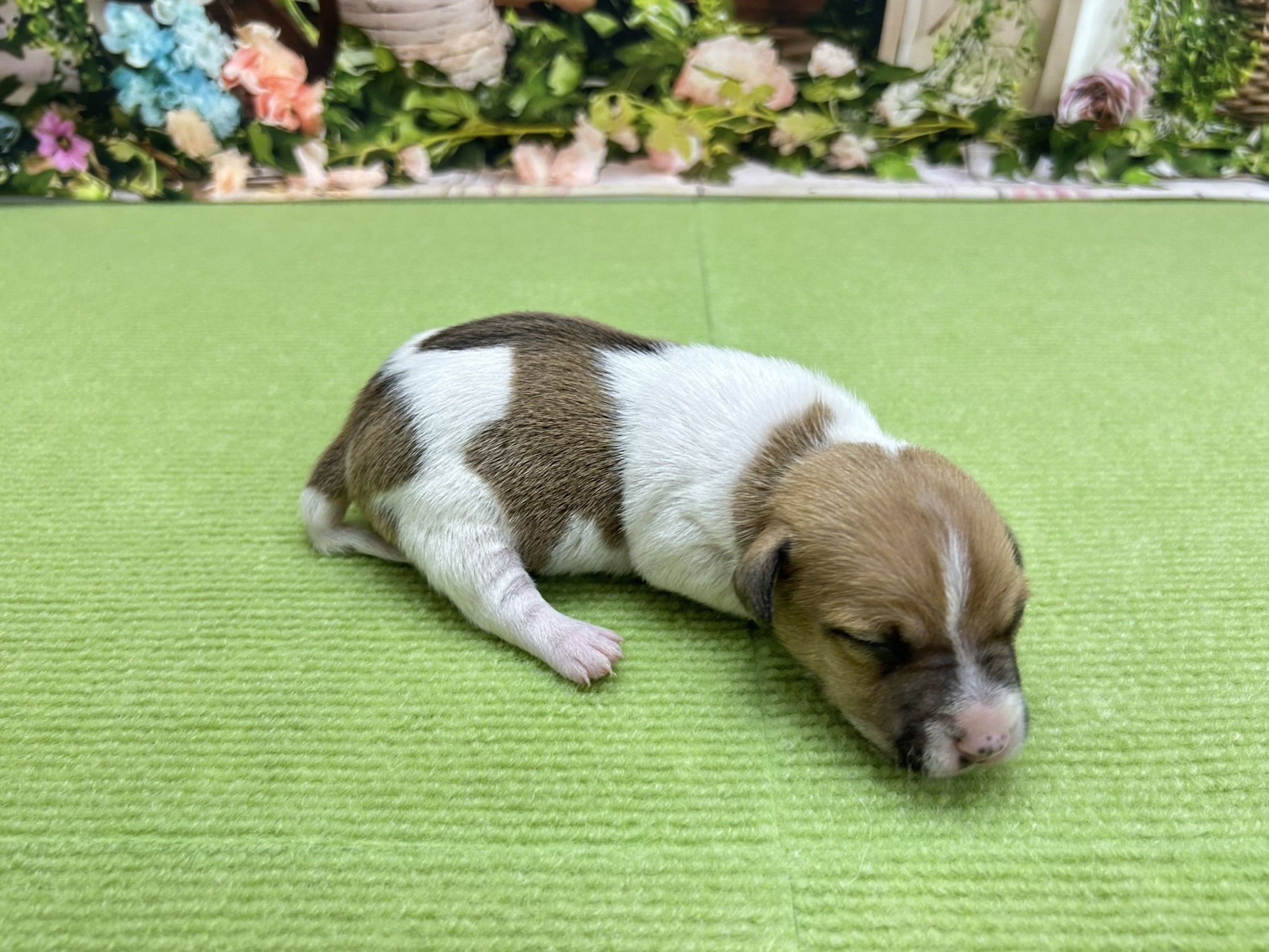 赤ちゃん写真1-2