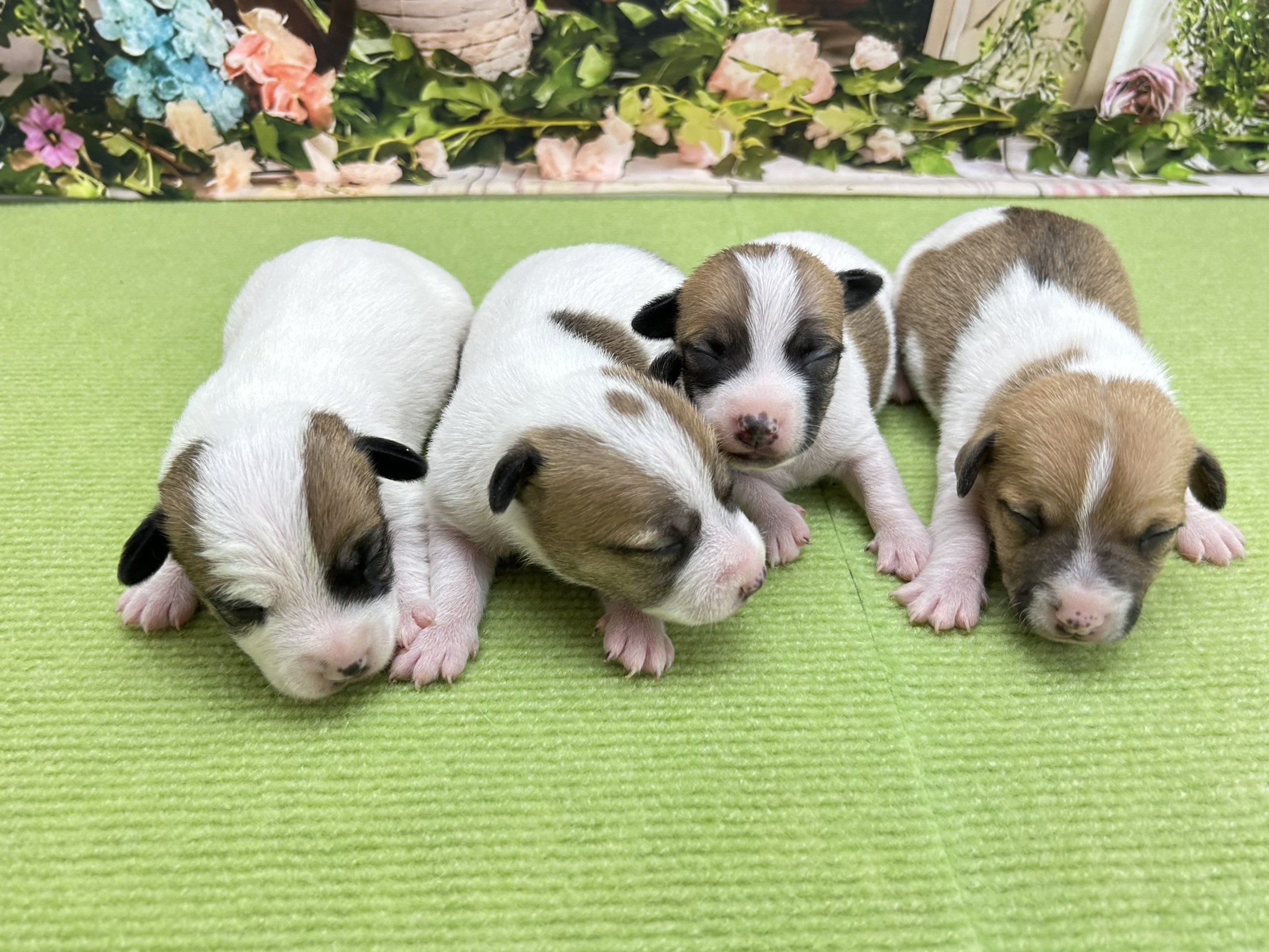 赤ちゃん写真1-3