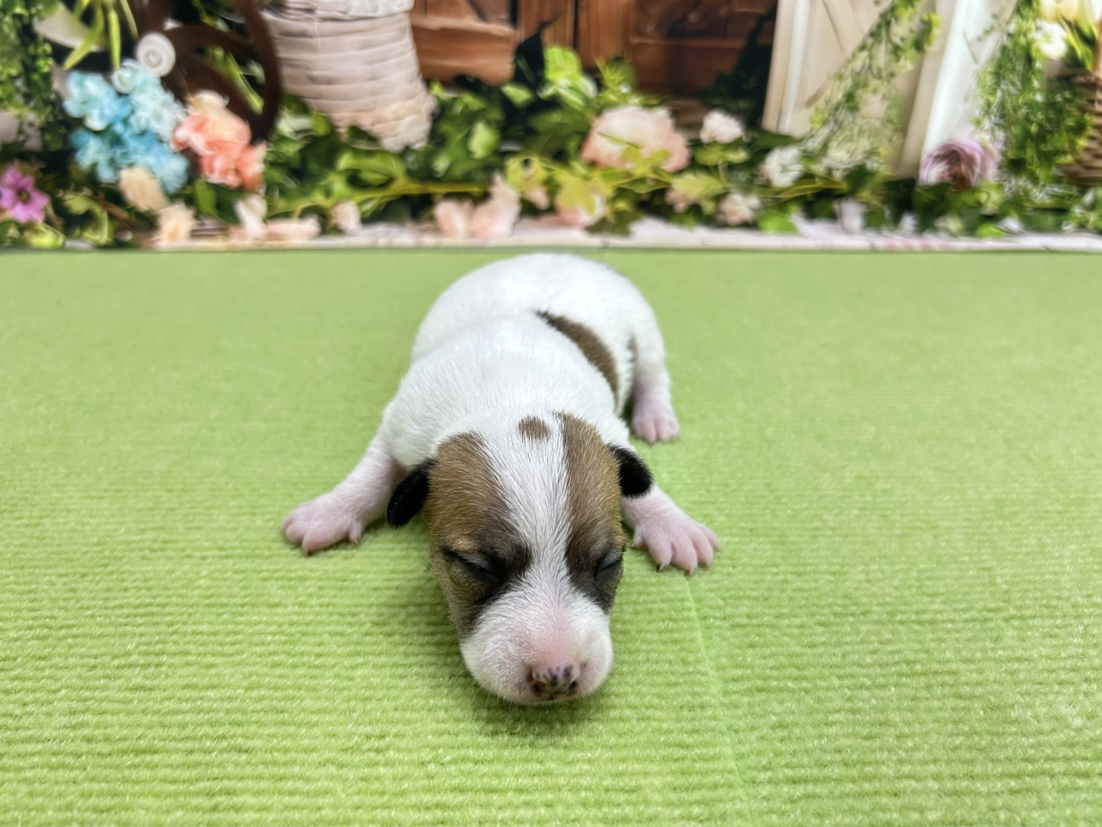 赤ちゃん写真1-1