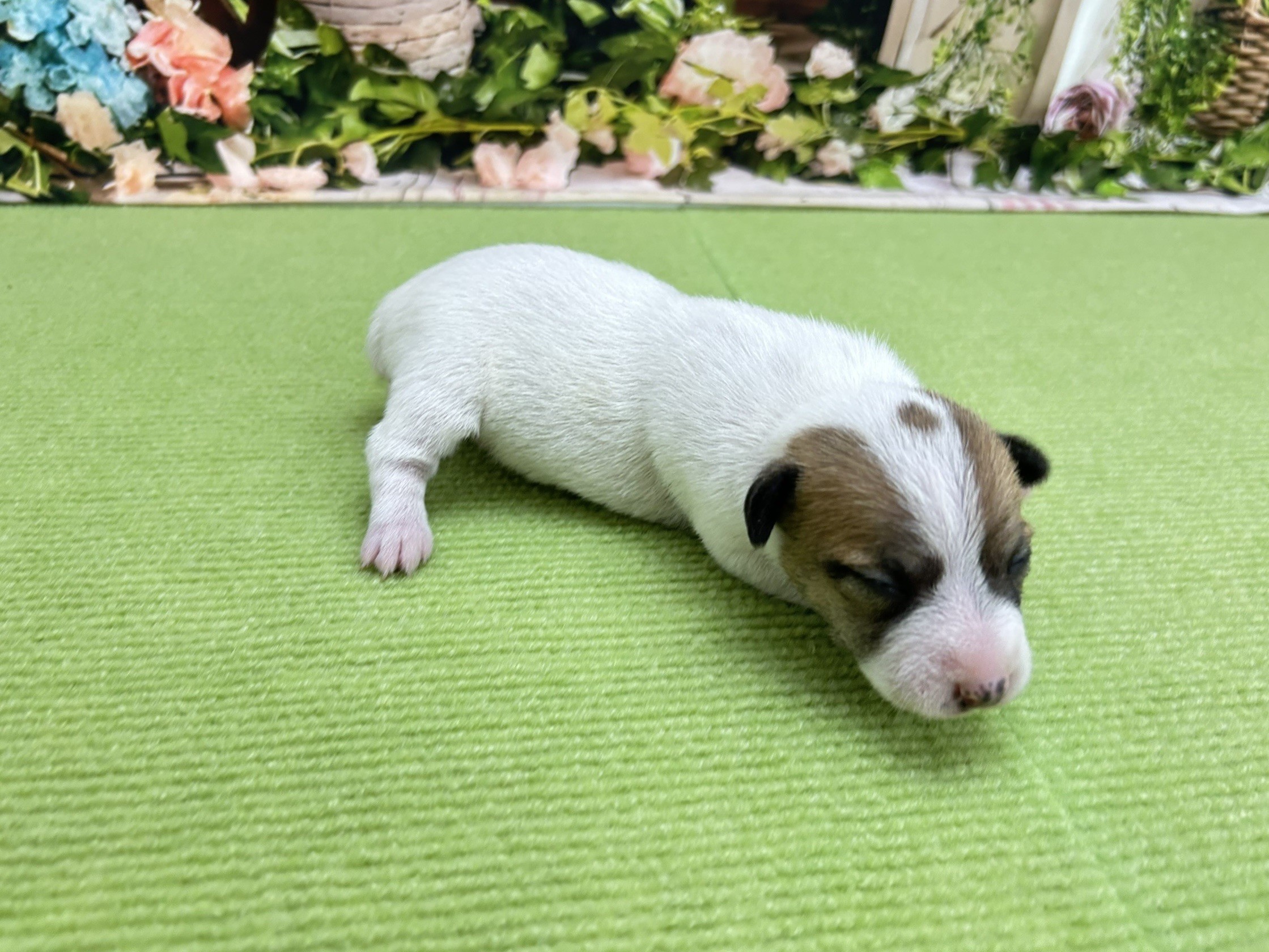 赤ちゃん写真1-2