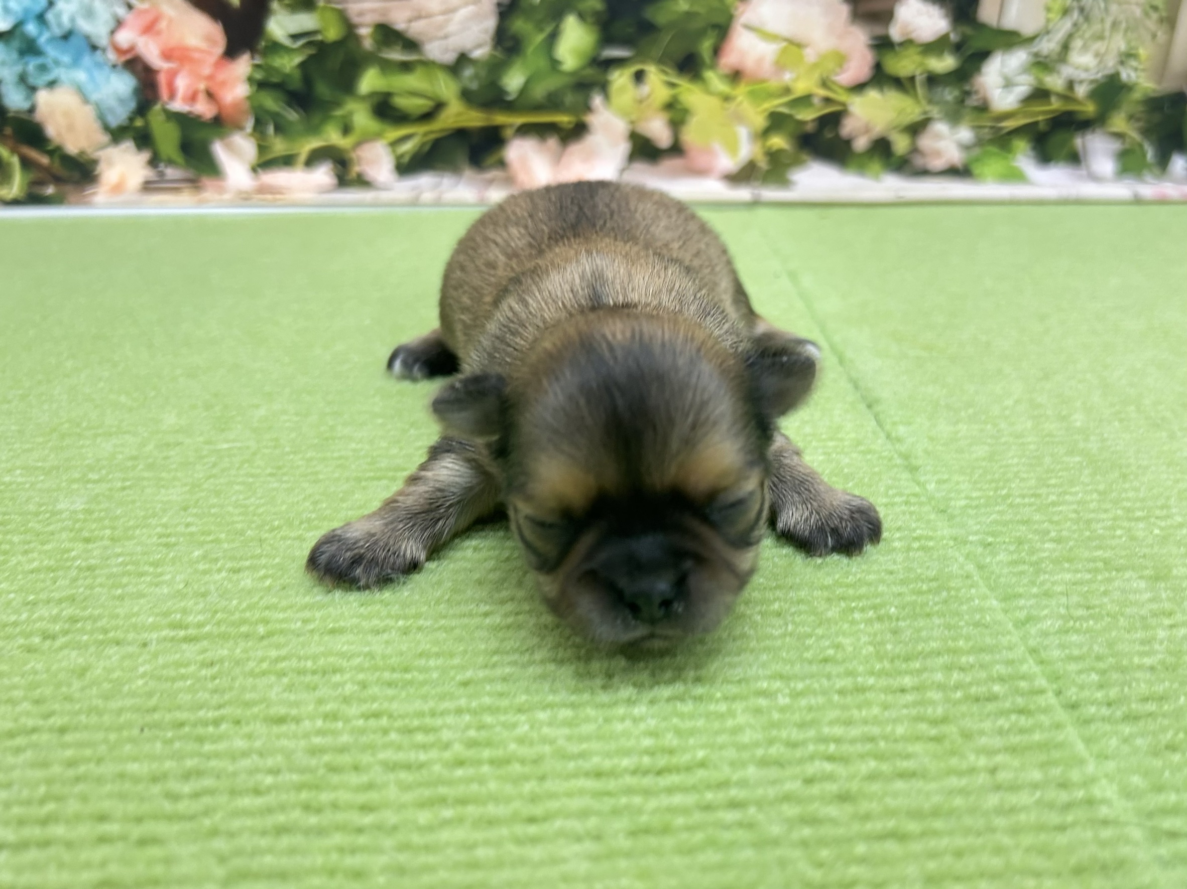 赤ちゃん写真1-1