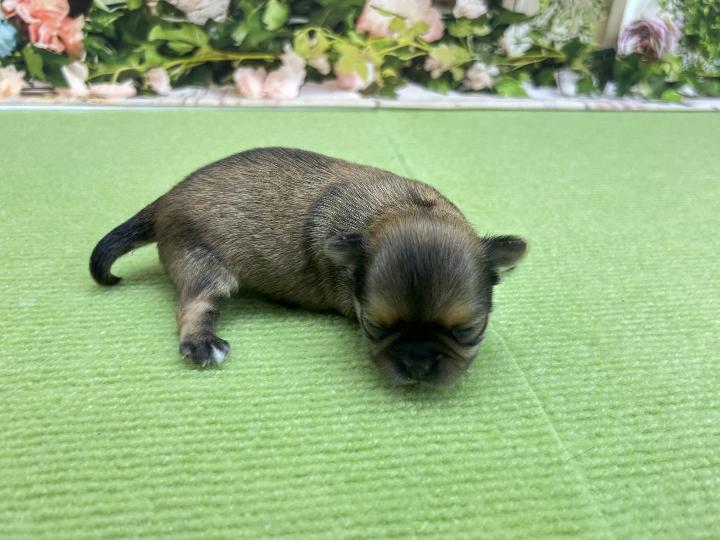 赤ちゃん写真1-2