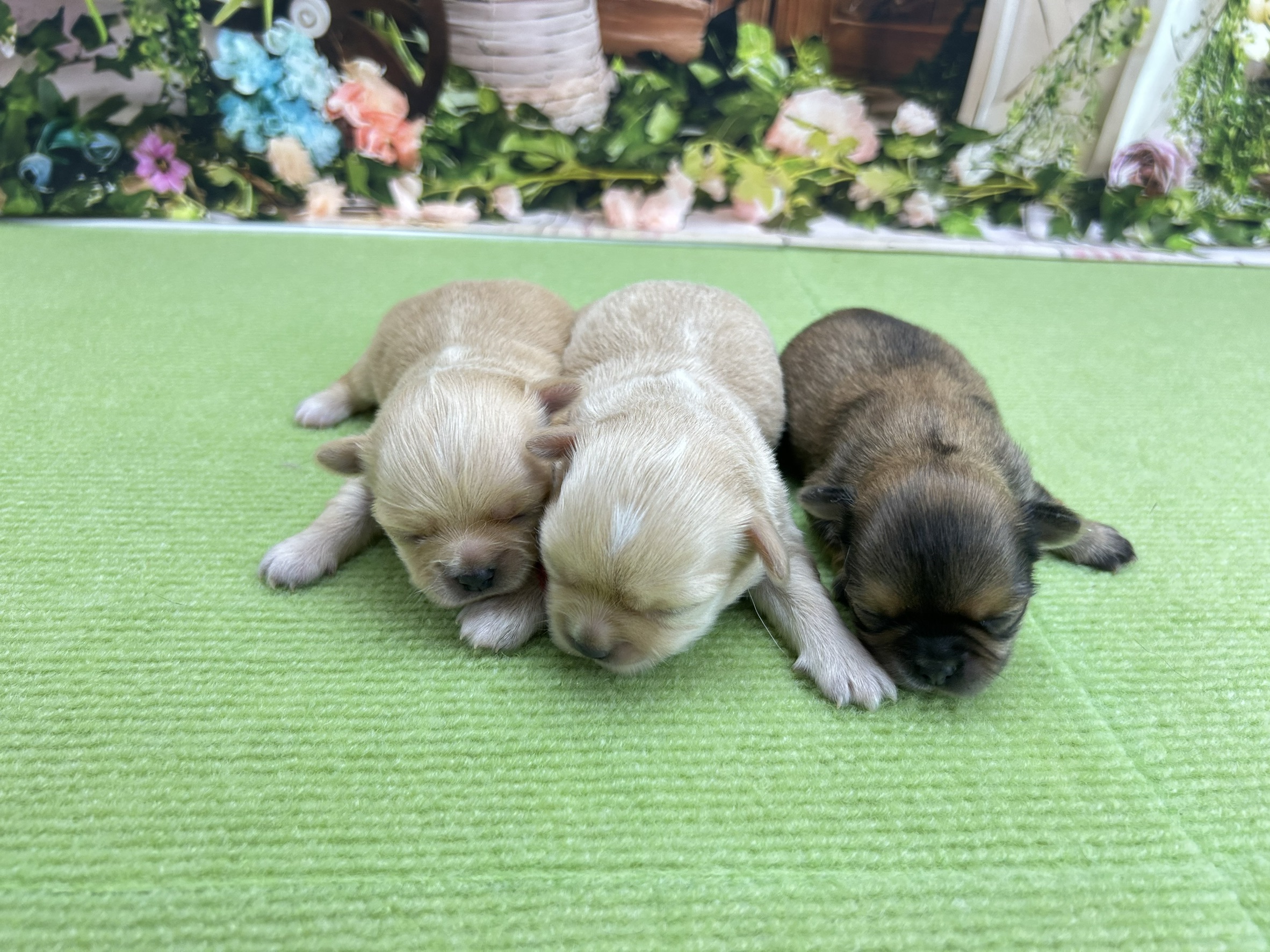 赤ちゃん写真1-3