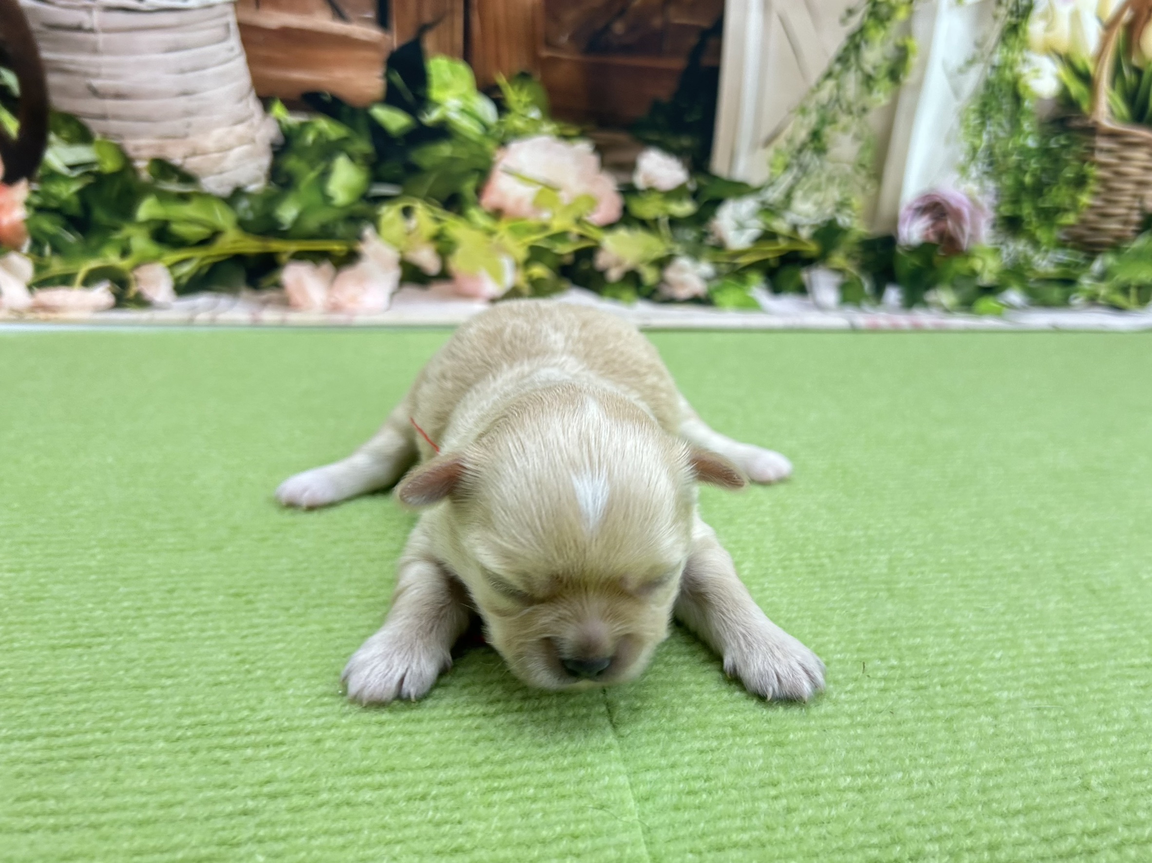 赤ちゃん写真1-1