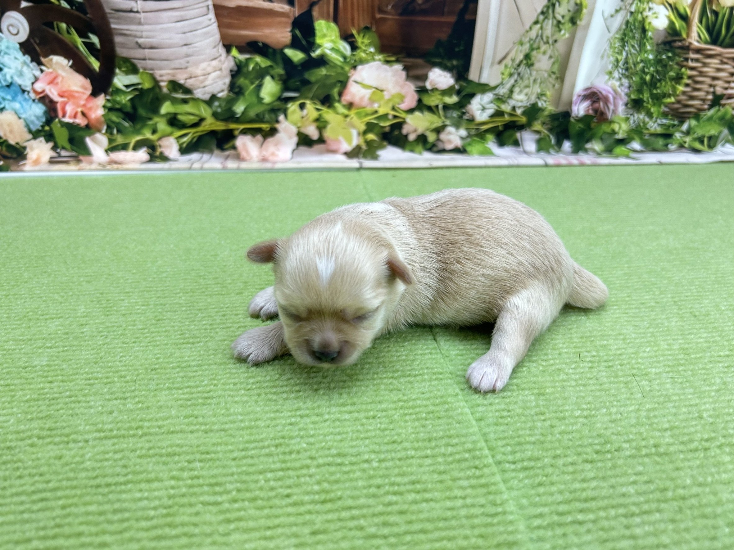 赤ちゃん写真1-2