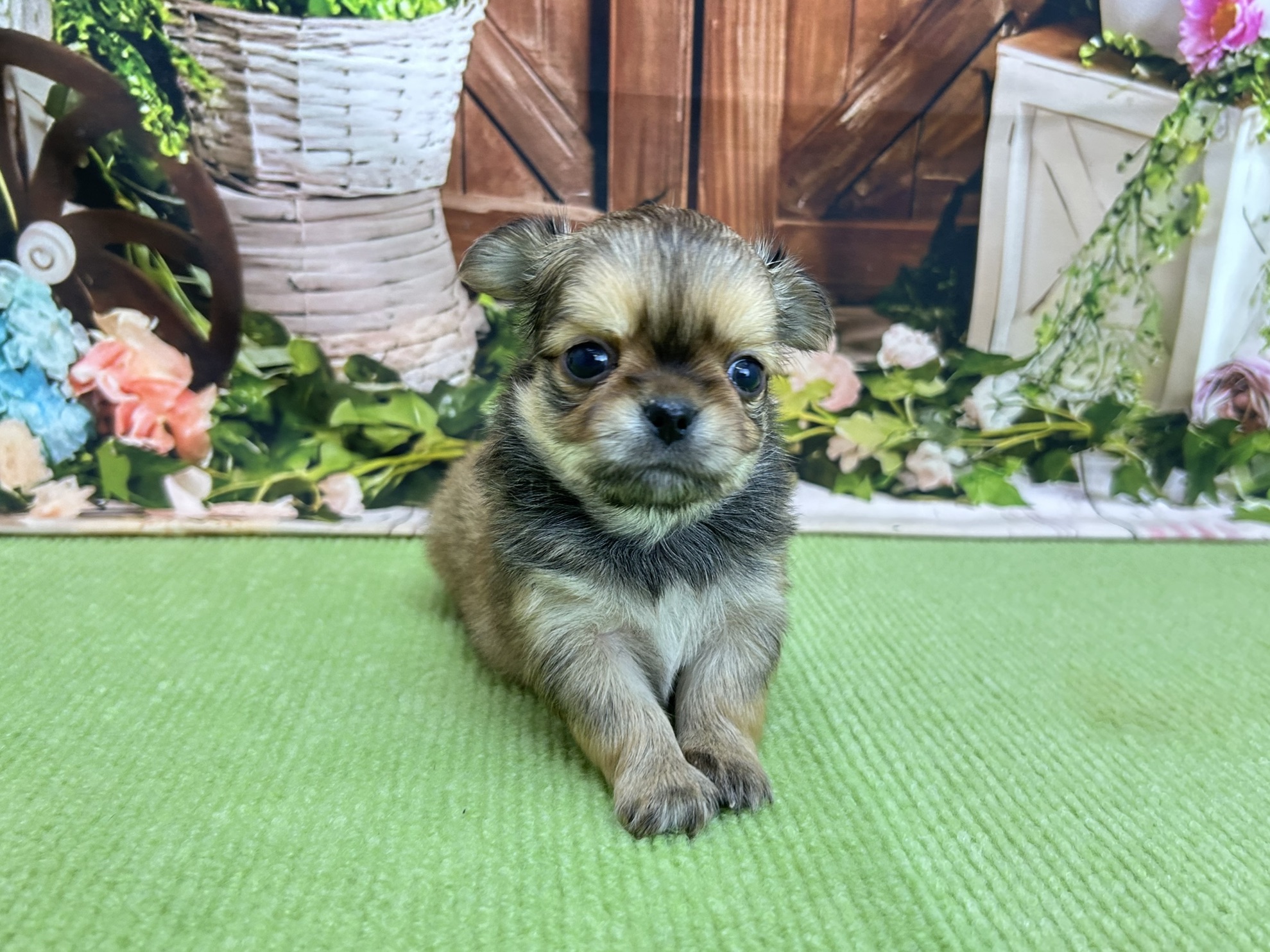 赤ちゃん写真2-1
