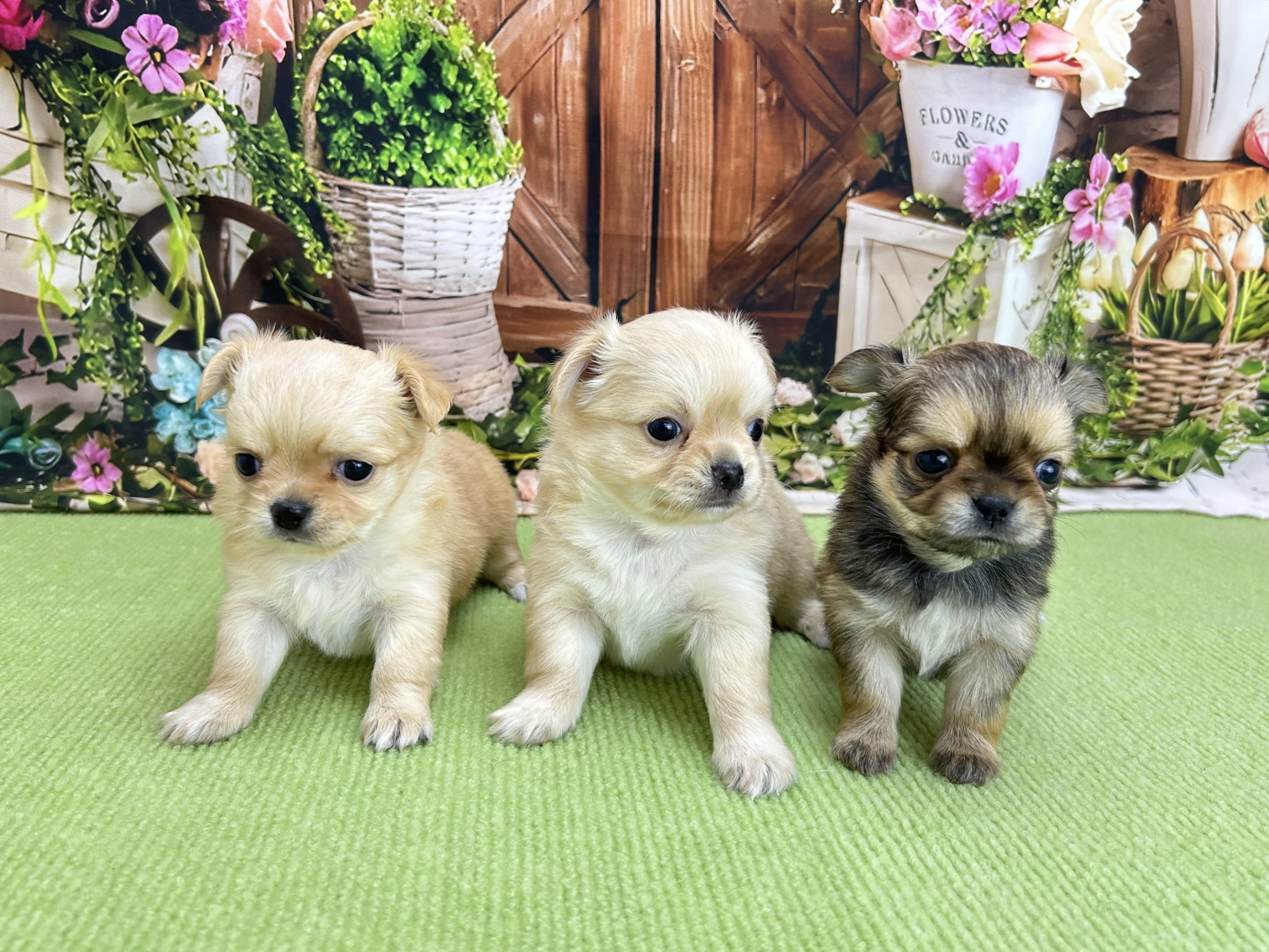 赤ちゃん写真2-3