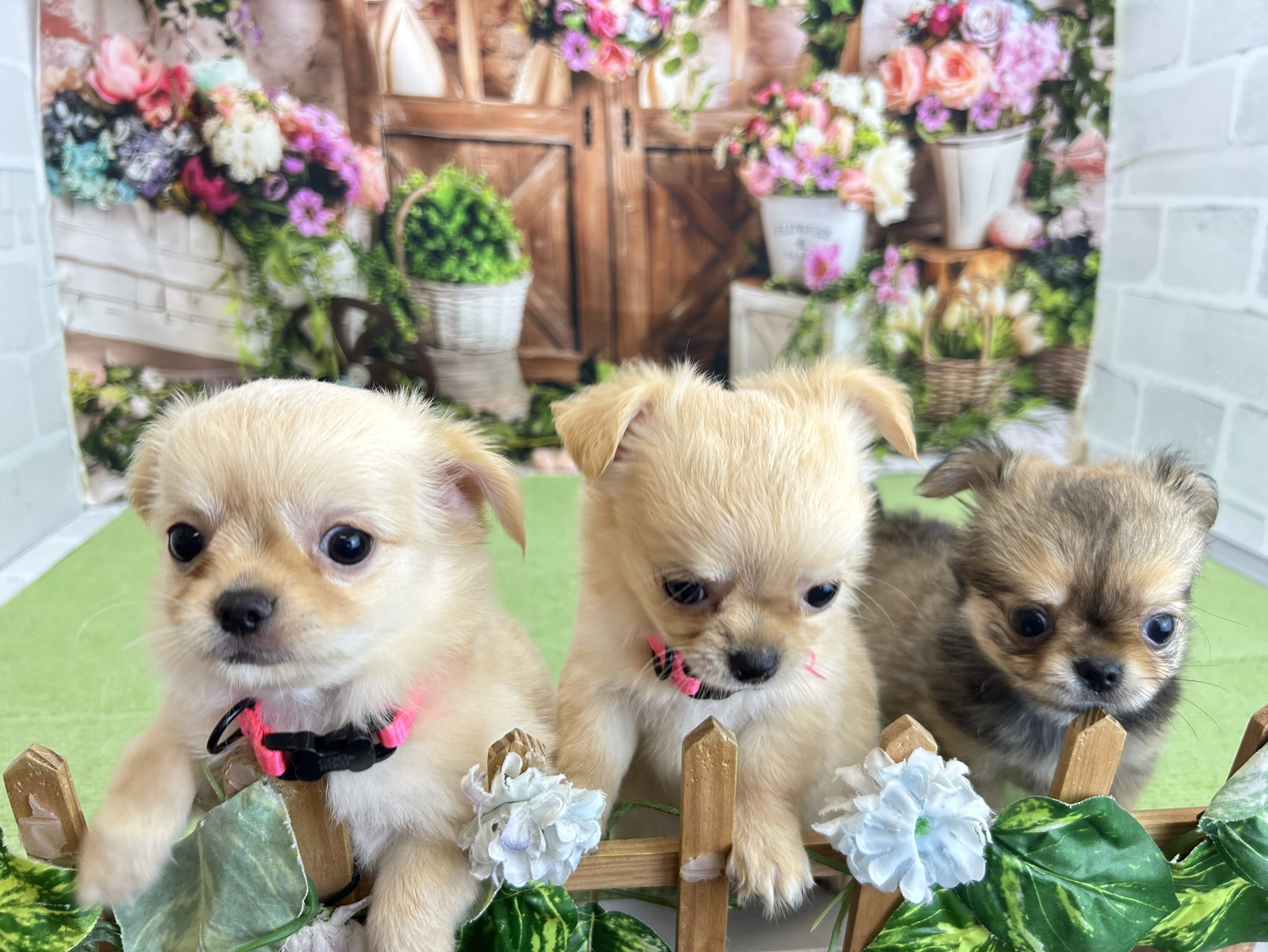 赤ちゃん写真3-3