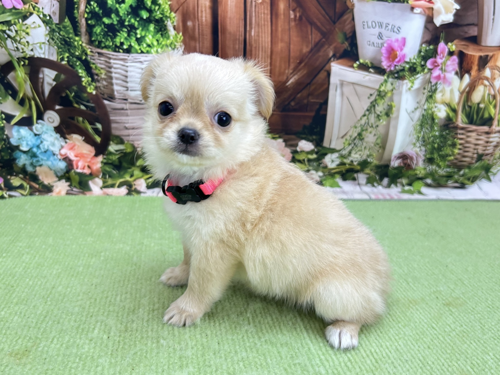 赤ちゃん写真3-2
