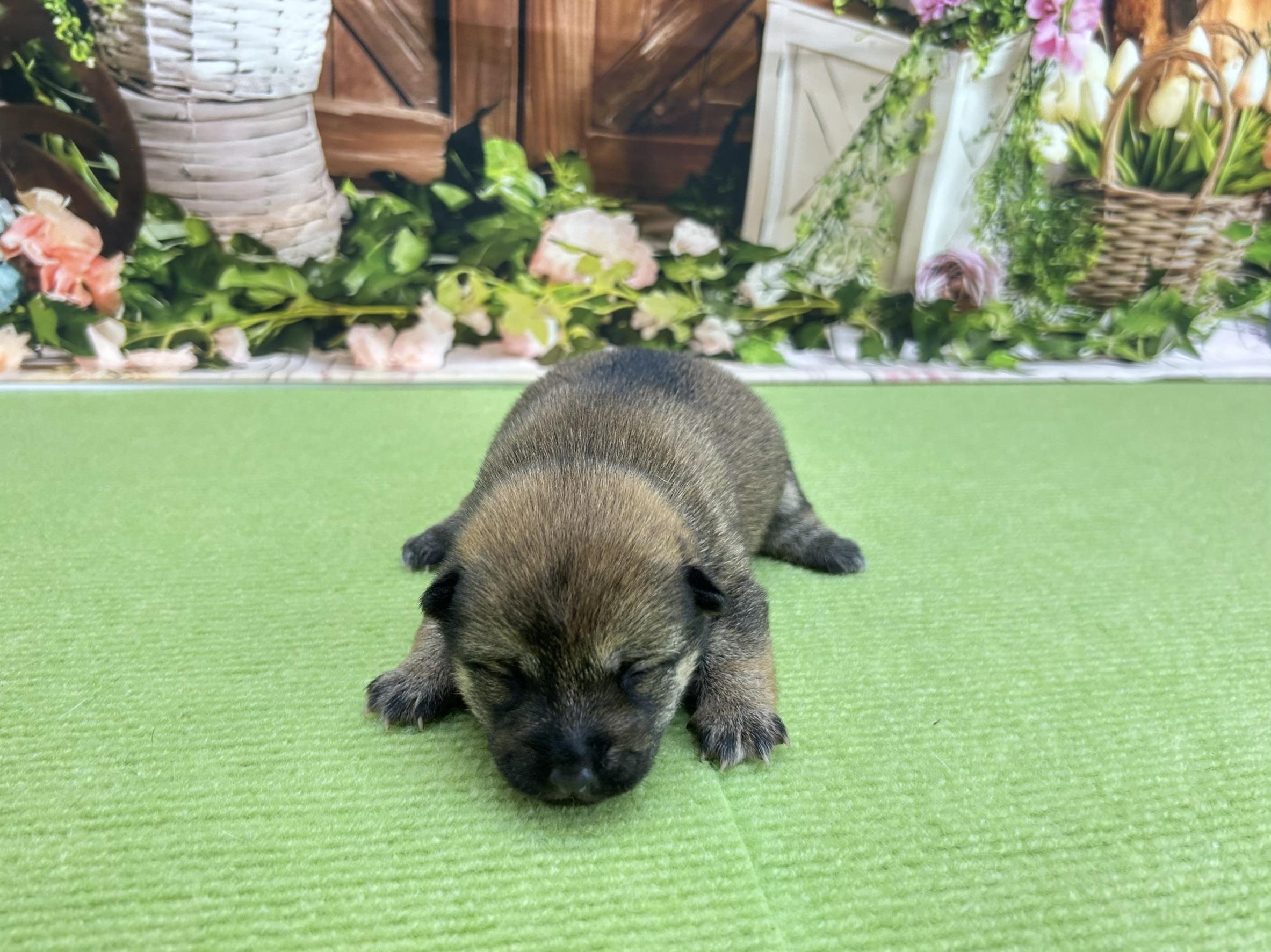 赤ちゃん写真1-1