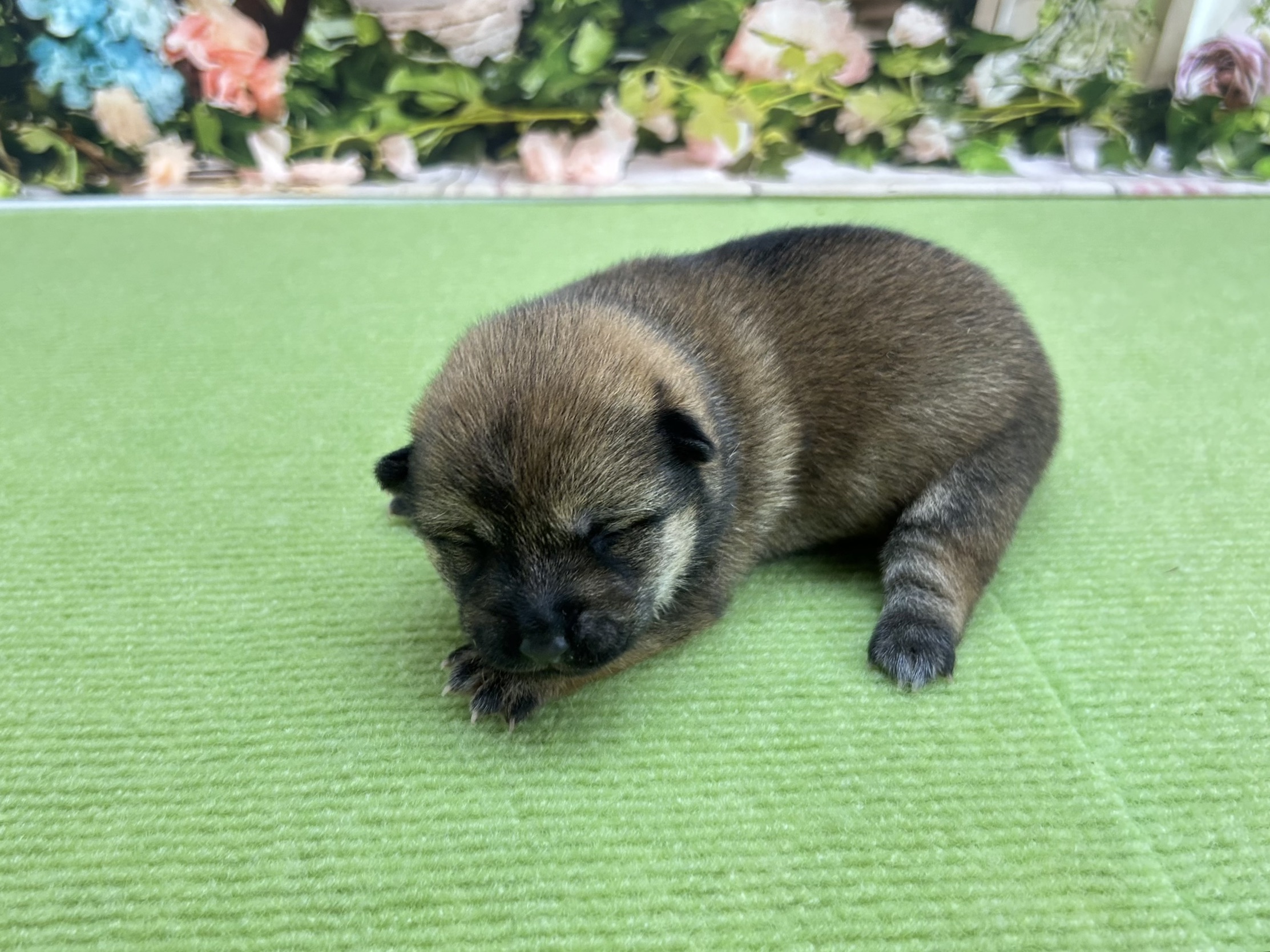 赤ちゃん写真1-2
