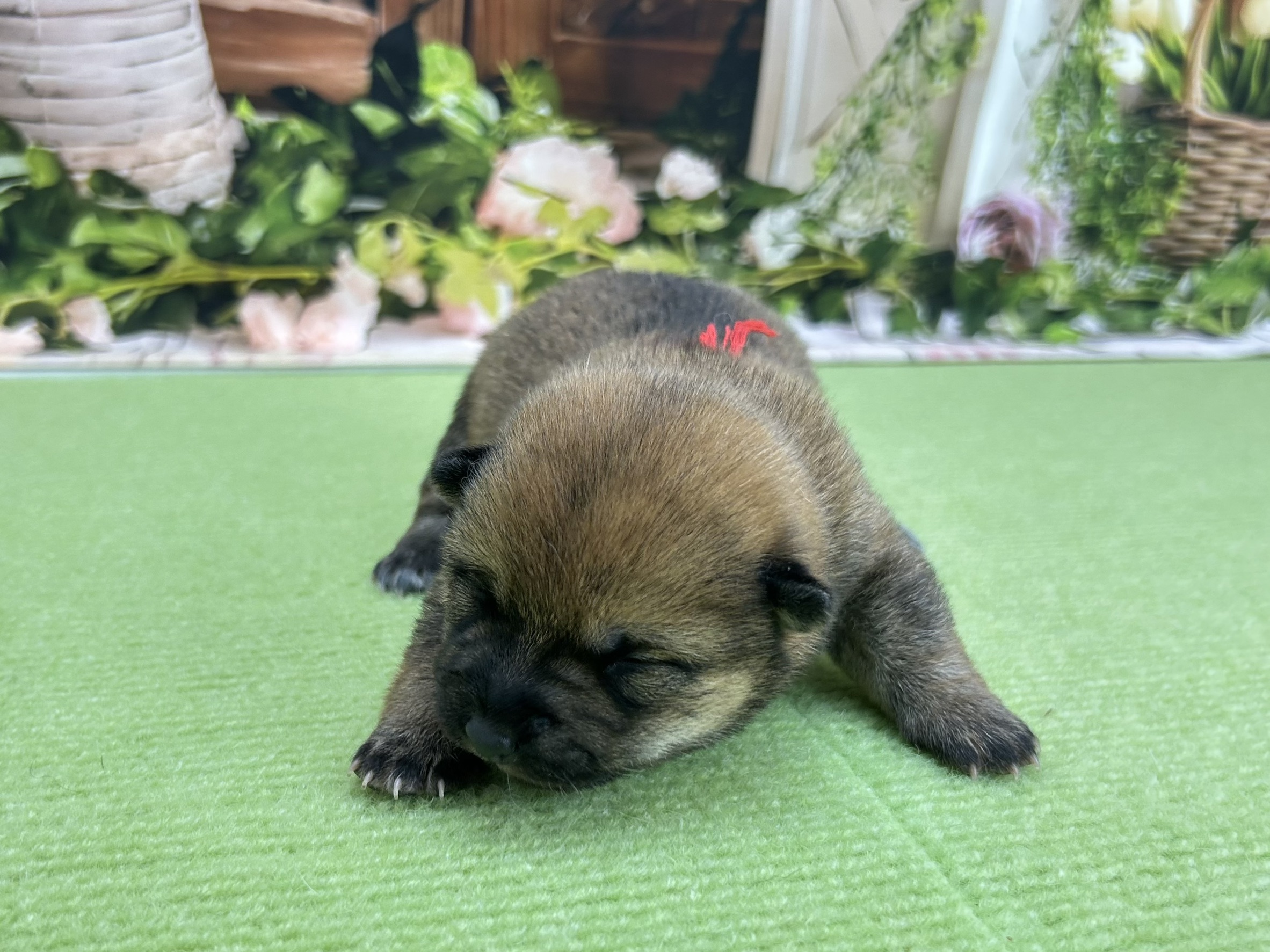 赤ちゃん写真1-1