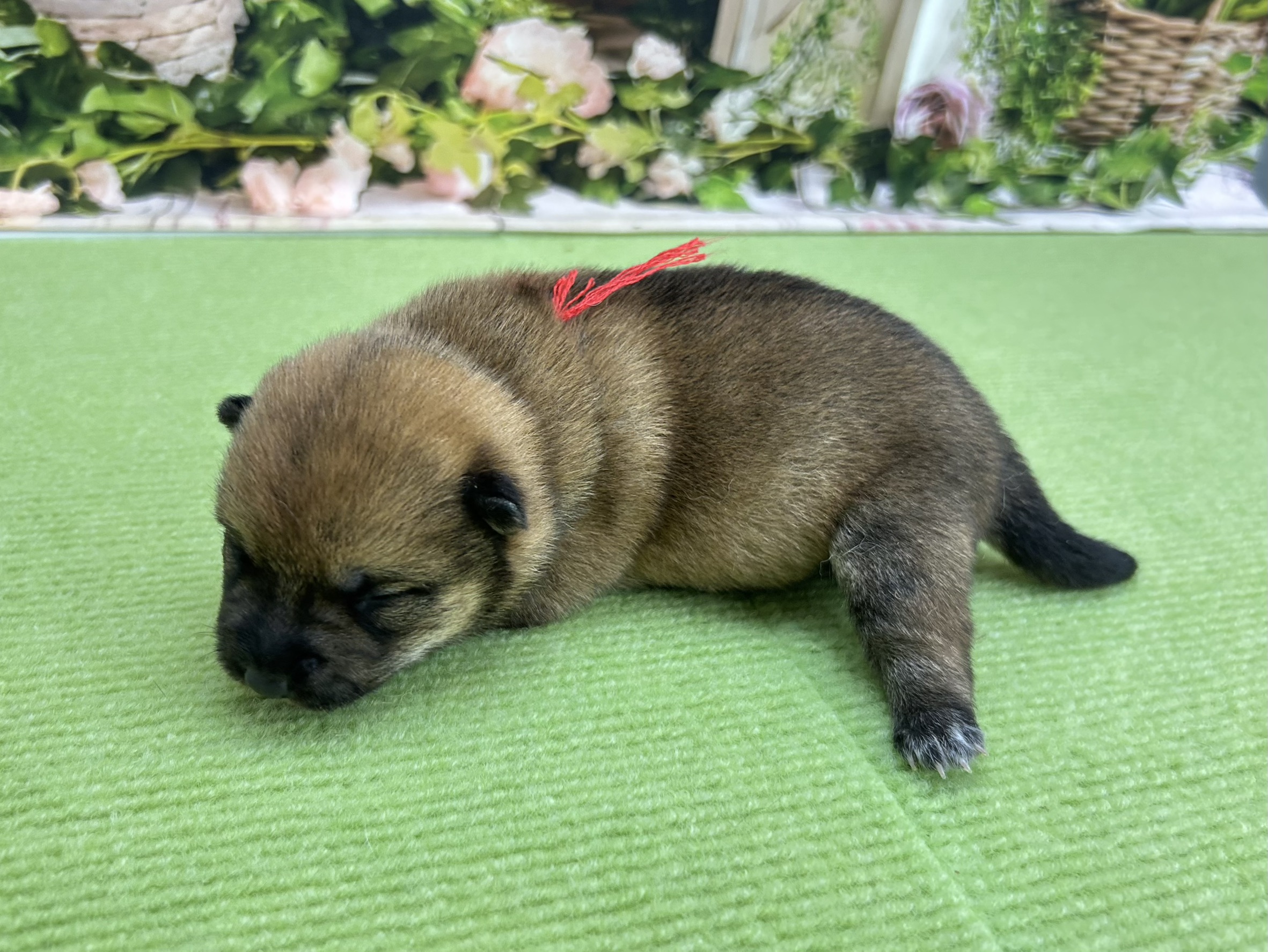 赤ちゃん写真1-2
