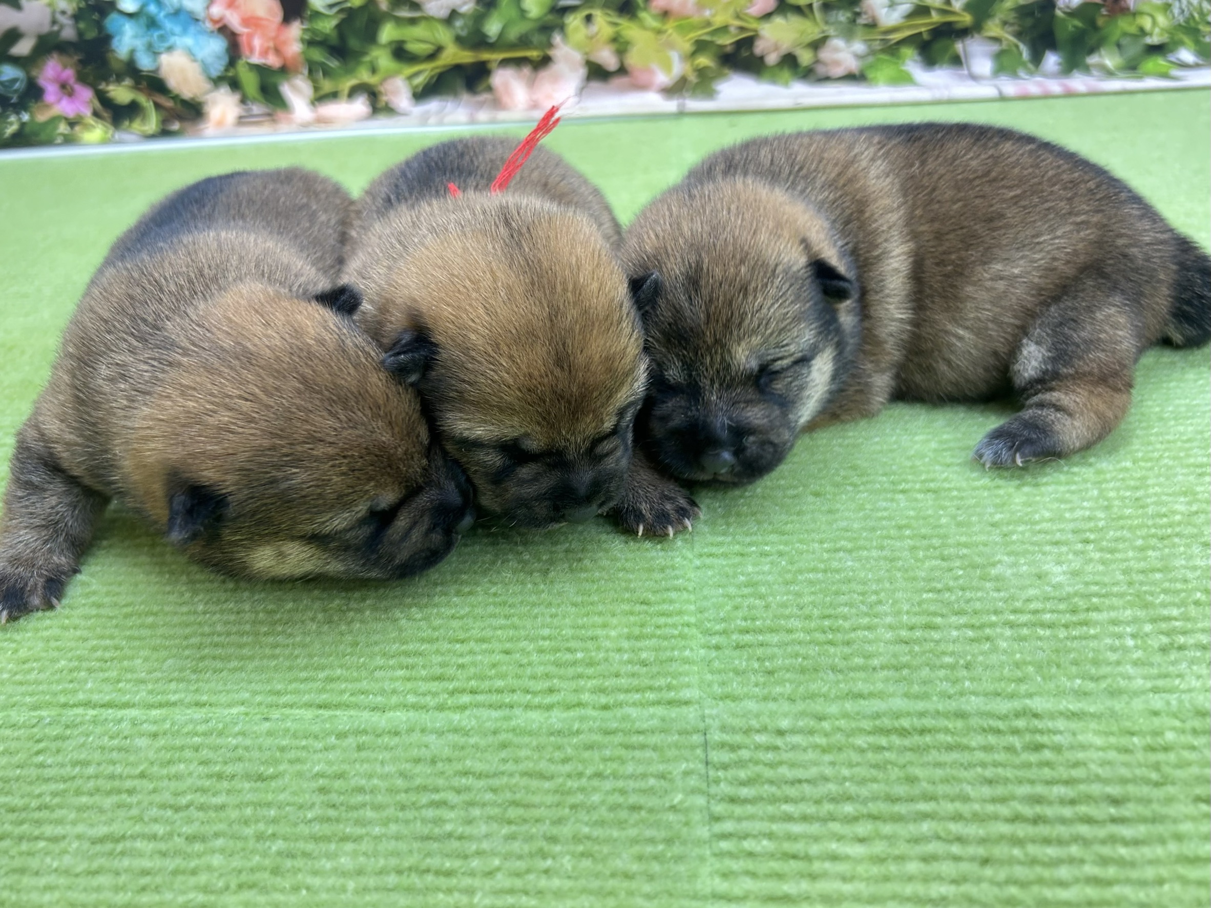 赤ちゃん写真1-3