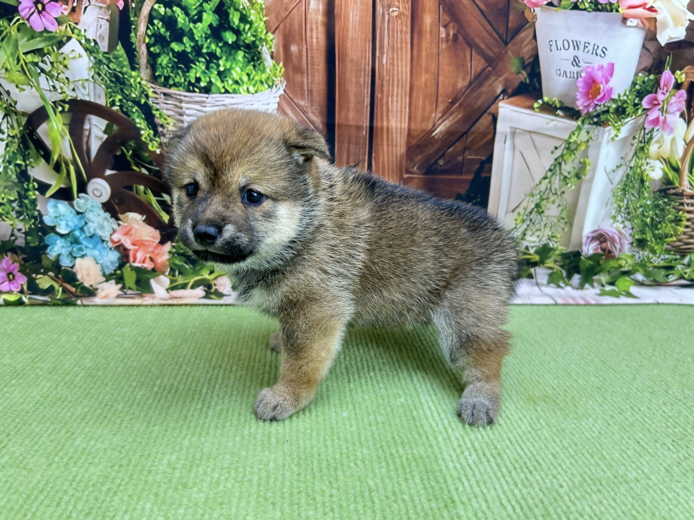 赤ちゃん写真2-2