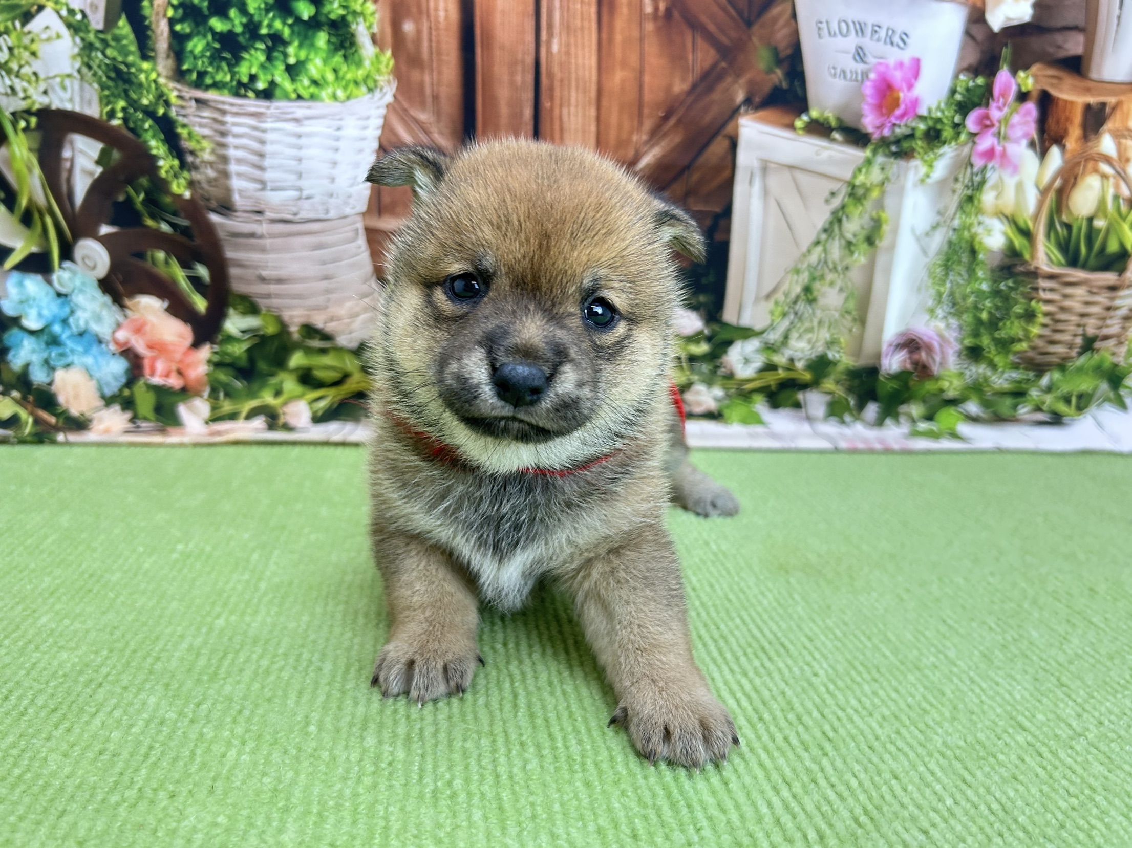 赤ちゃん写真2-1