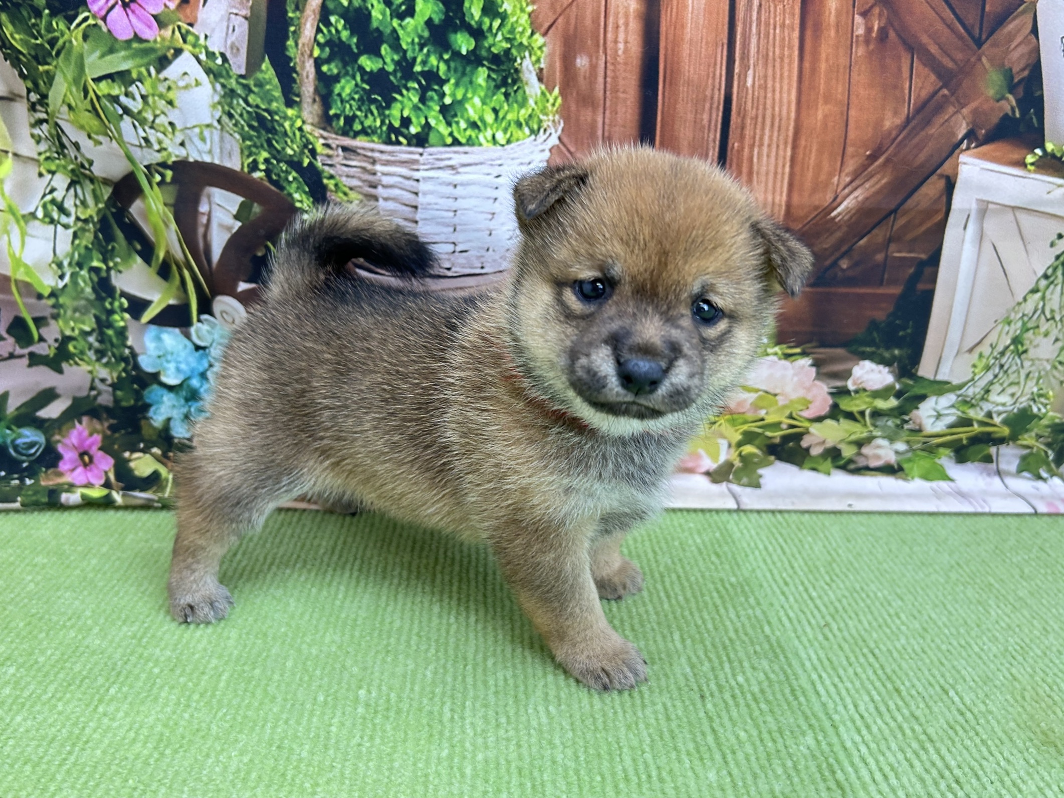 赤ちゃん写真2-2