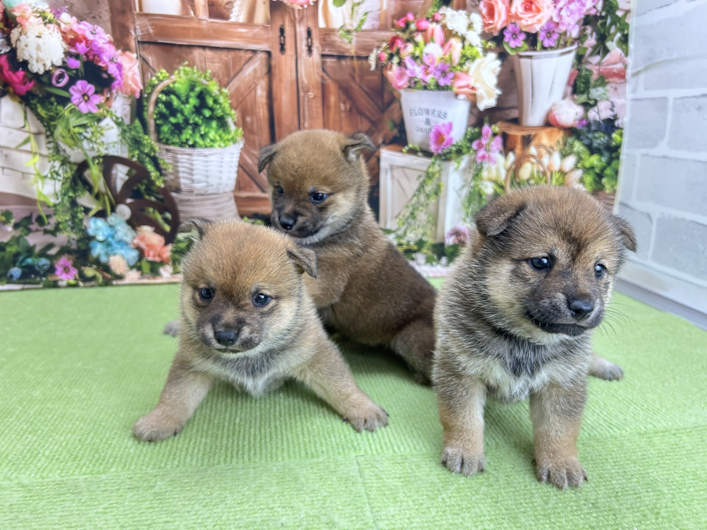 赤ちゃん写真2-3