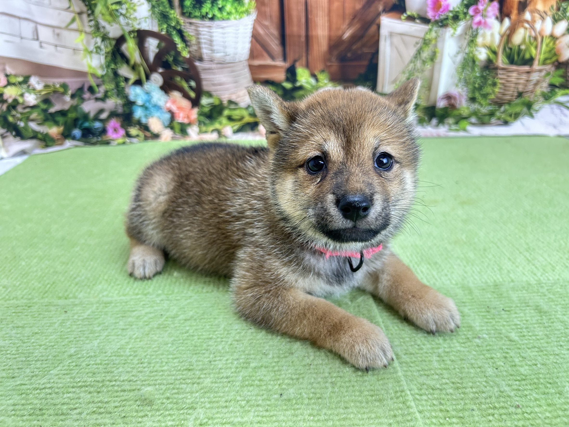 赤ちゃん写真3-2
