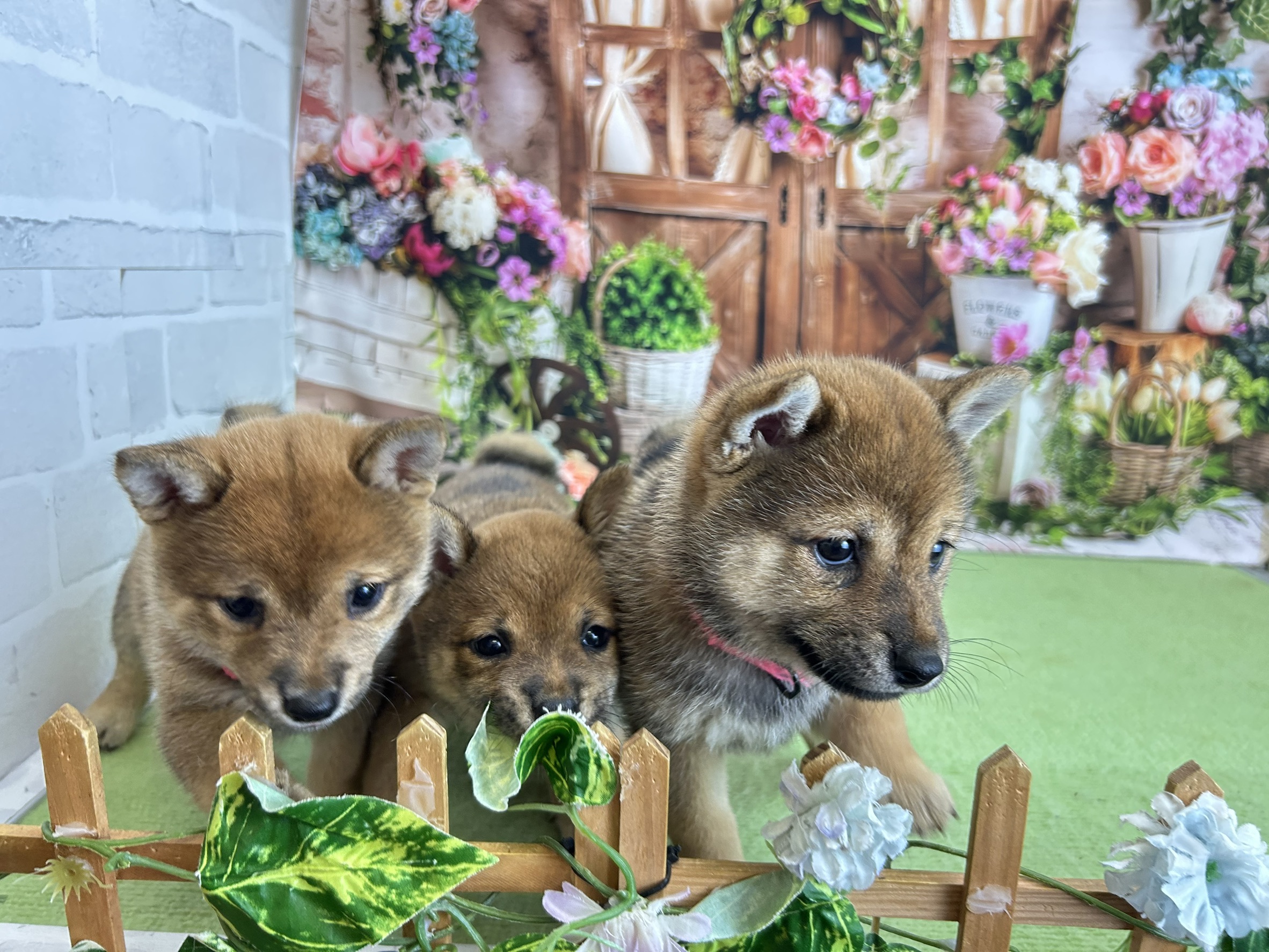 赤ちゃん写真3-3
