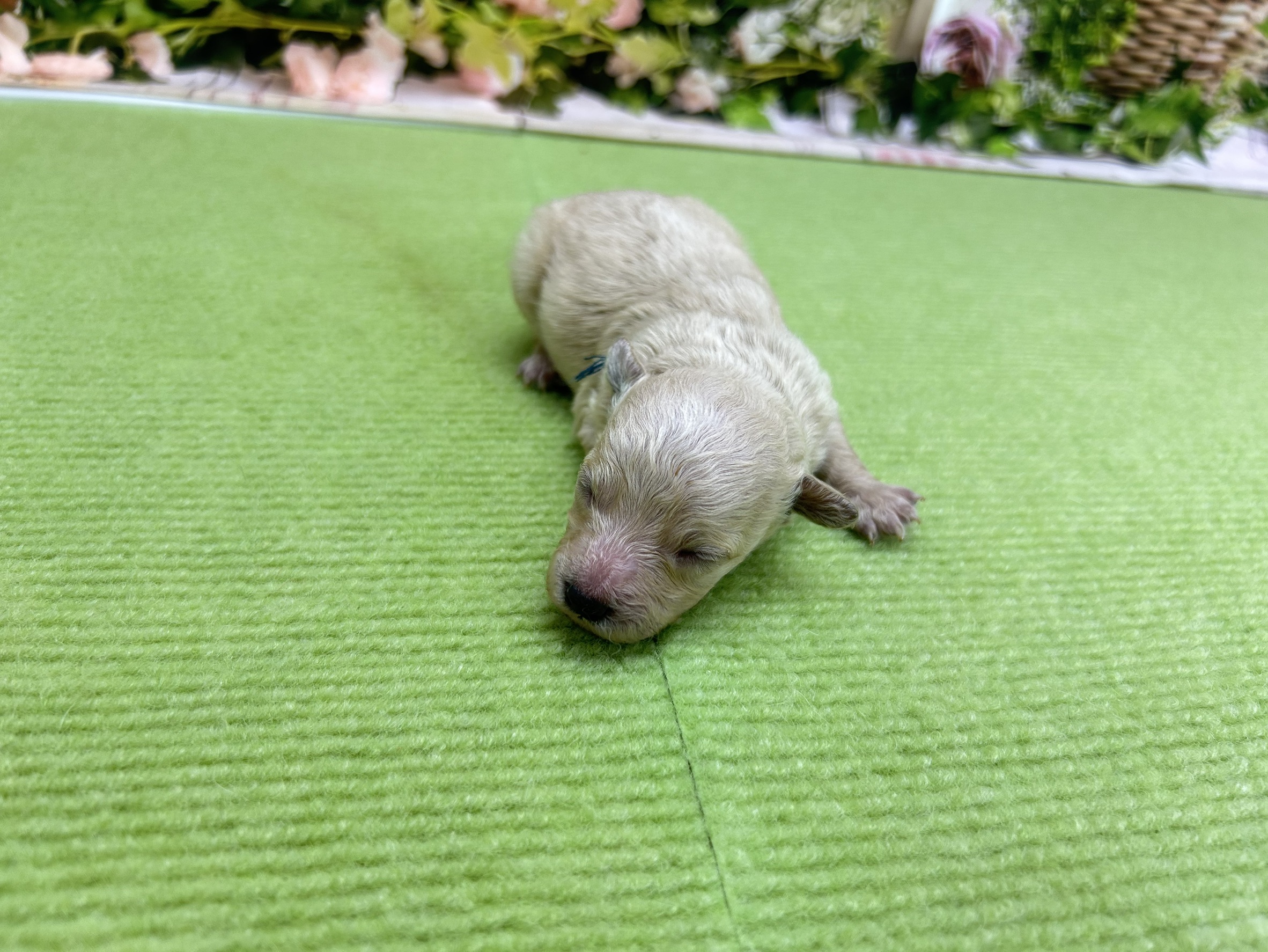 赤ちゃん写真1-1