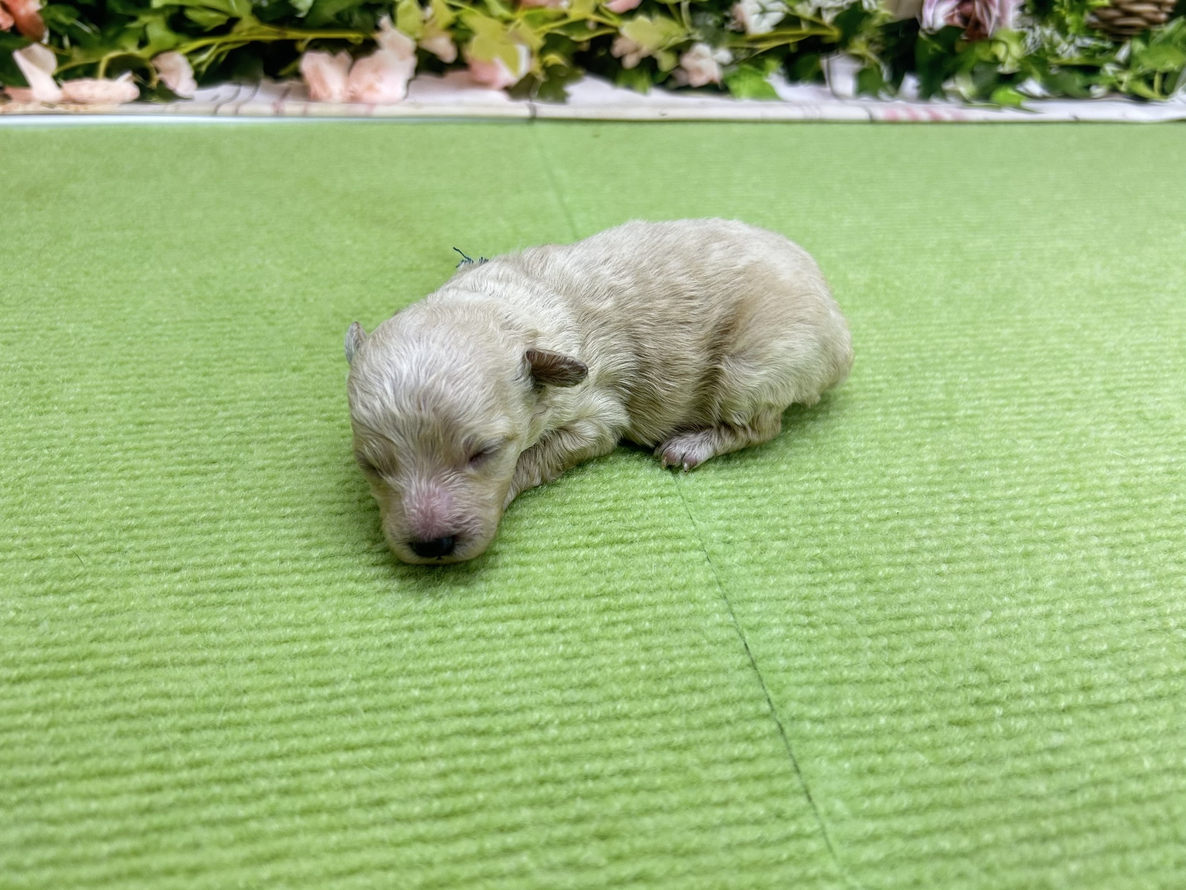赤ちゃん写真1-2
