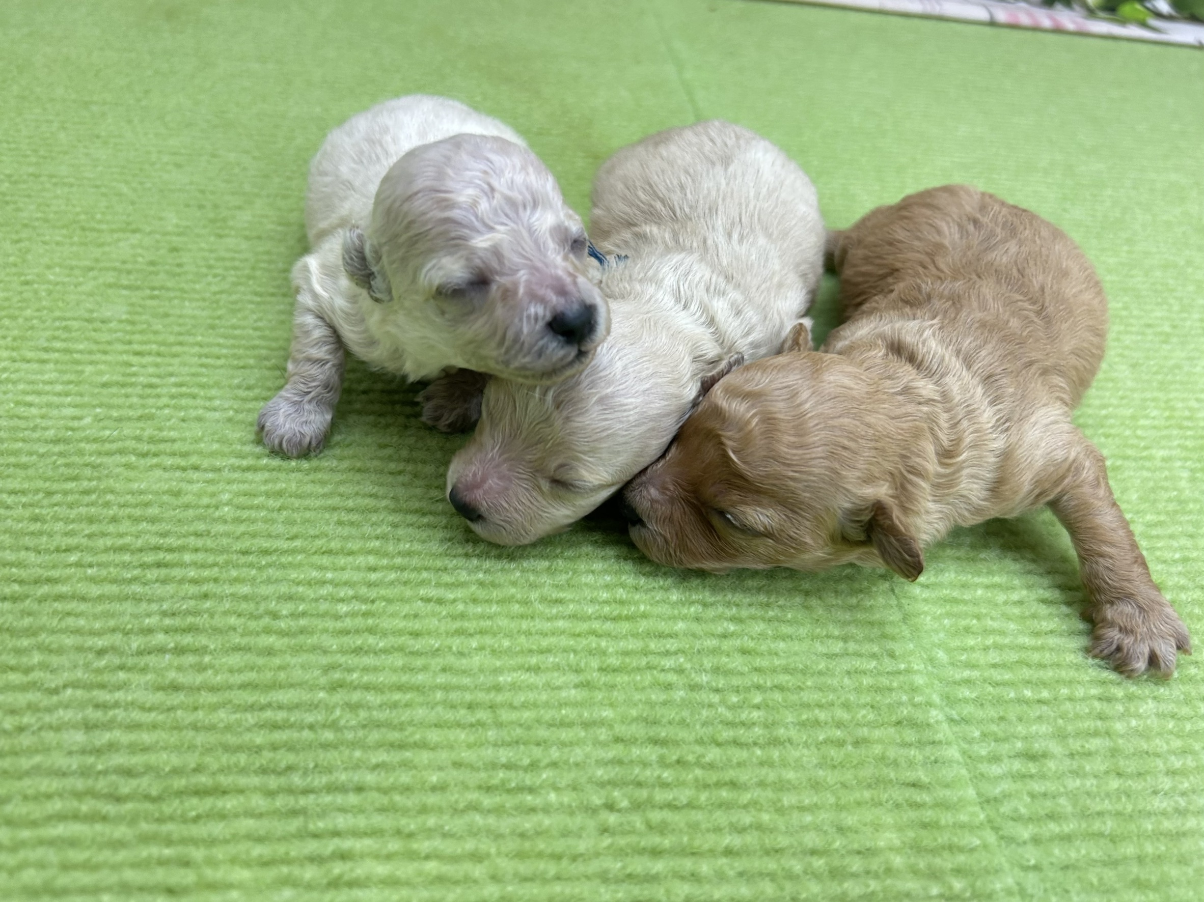 赤ちゃん写真1-3