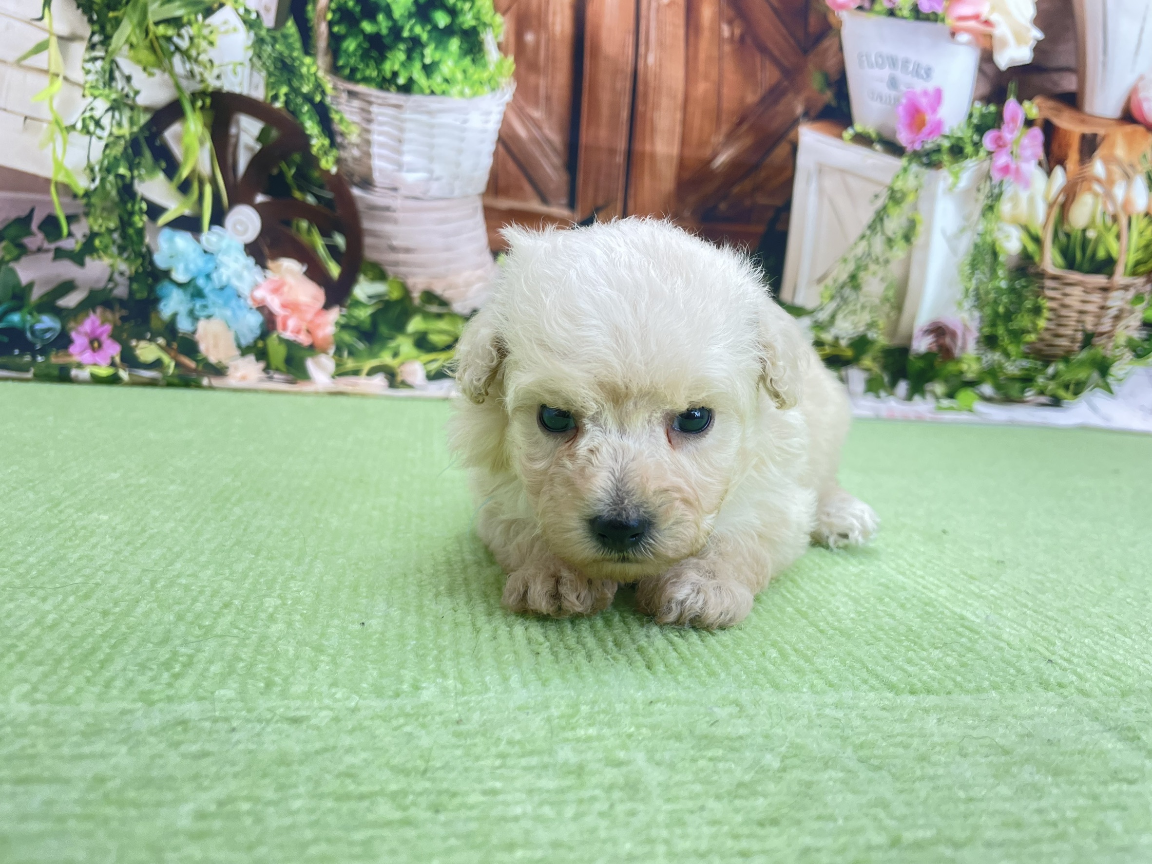 赤ちゃん写真2-1