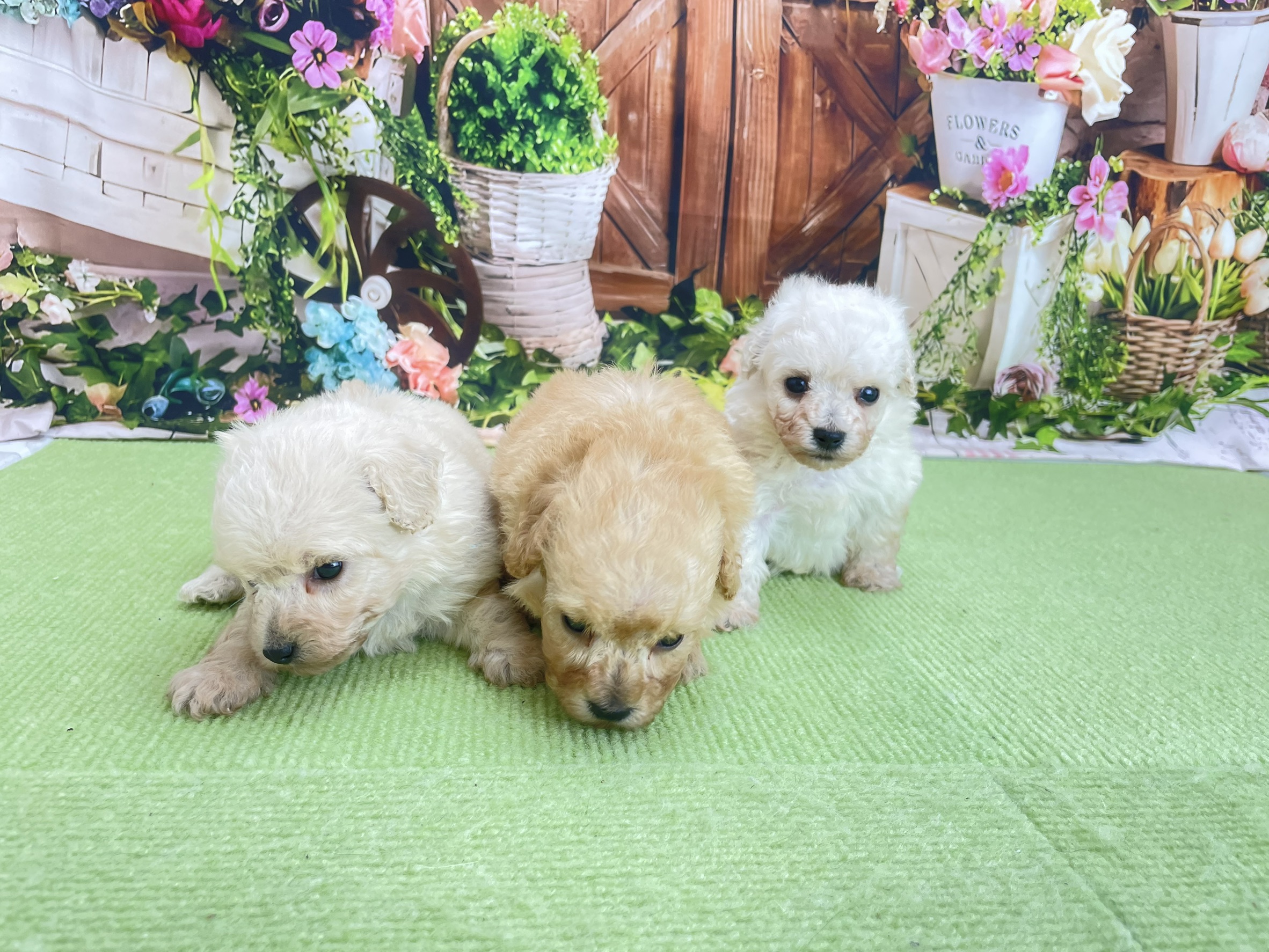 赤ちゃん写真2-3