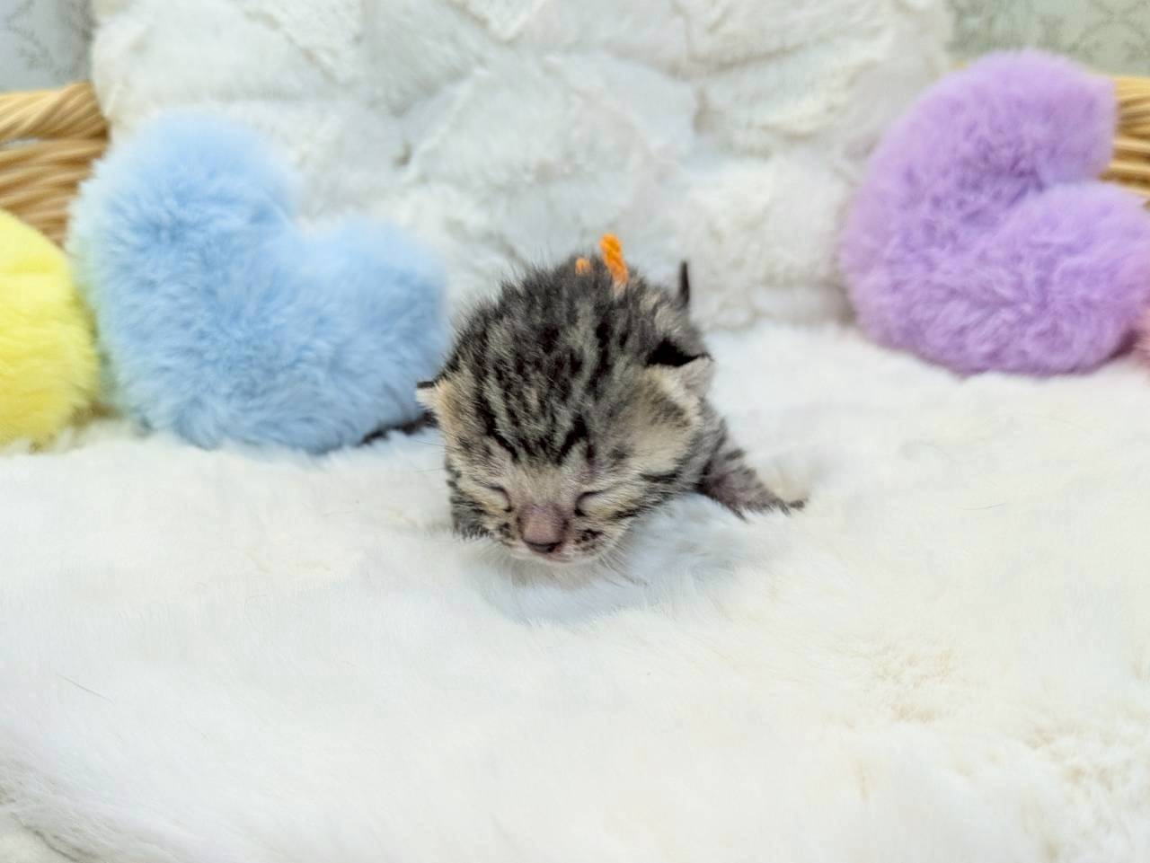 赤ちゃん写真1-1