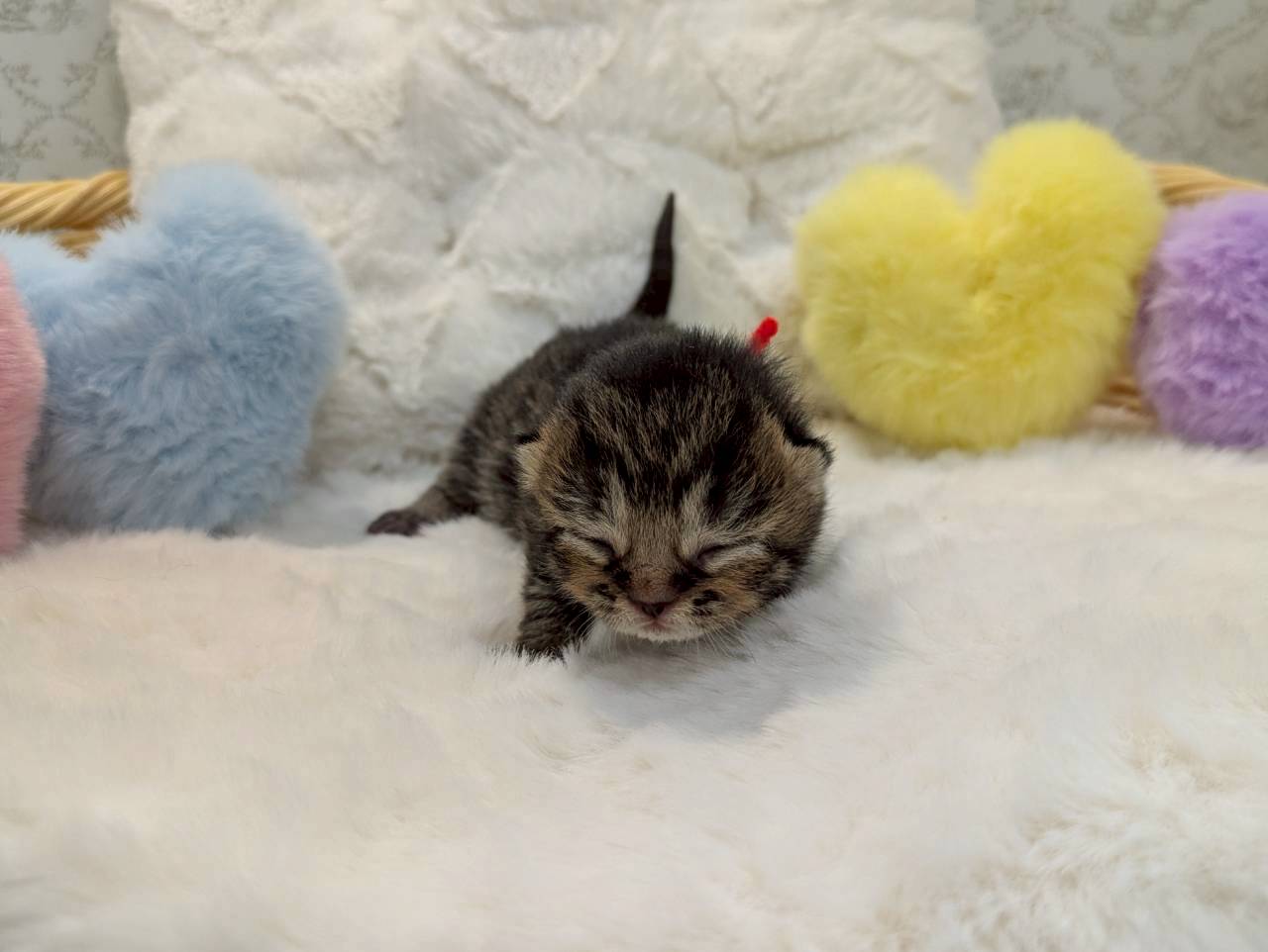 赤ちゃん写真1-1