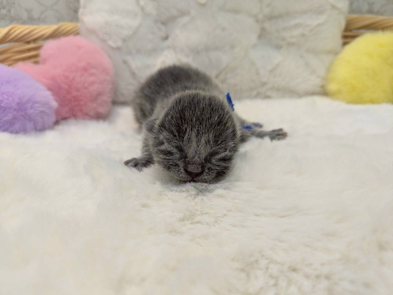赤ちゃん写真1-1