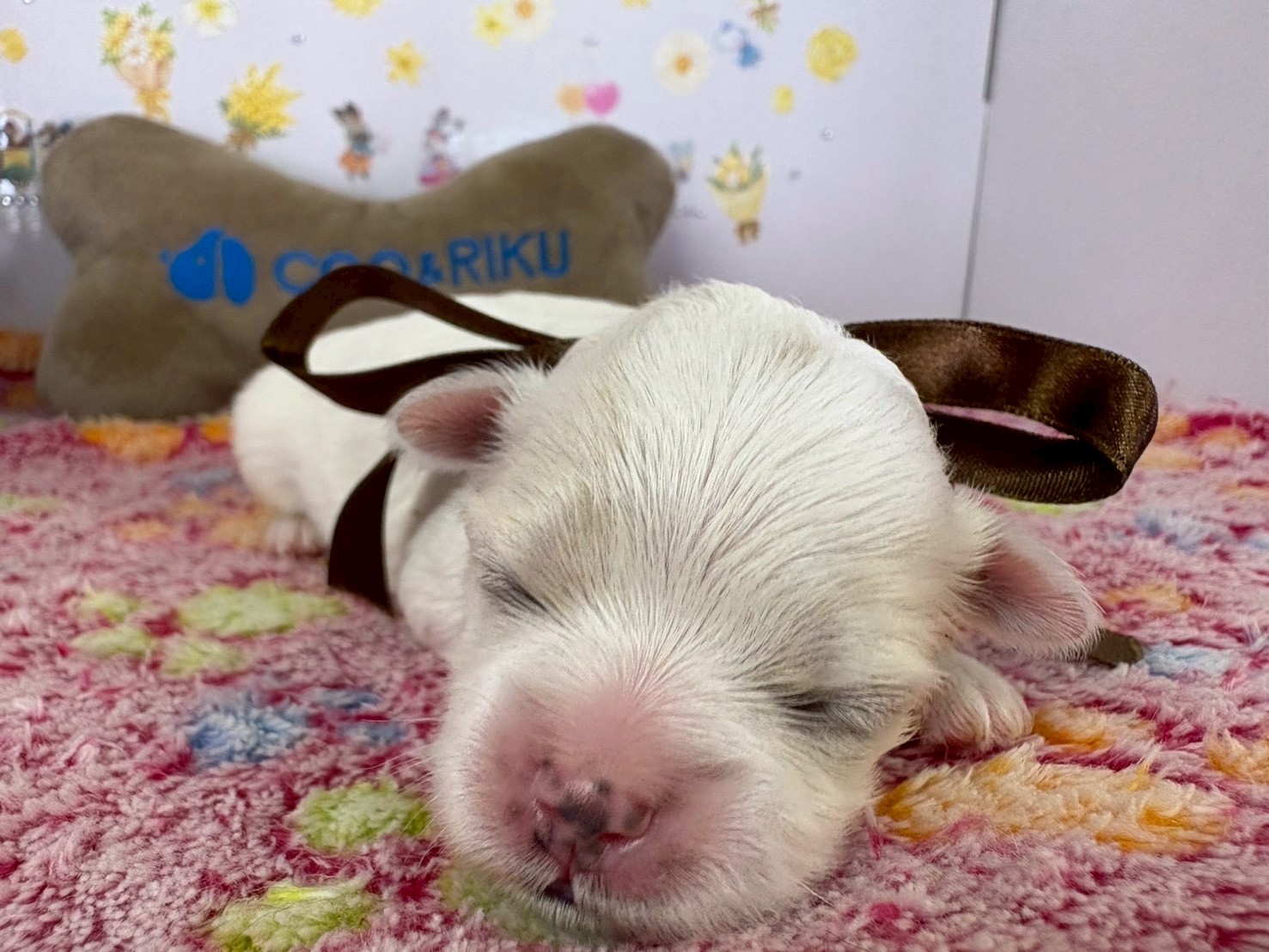 赤ちゃん写真1-1