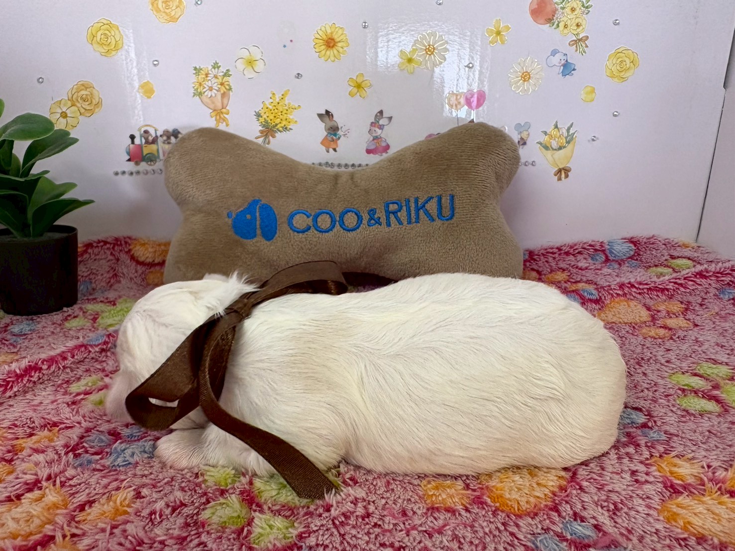 赤ちゃん写真1-2