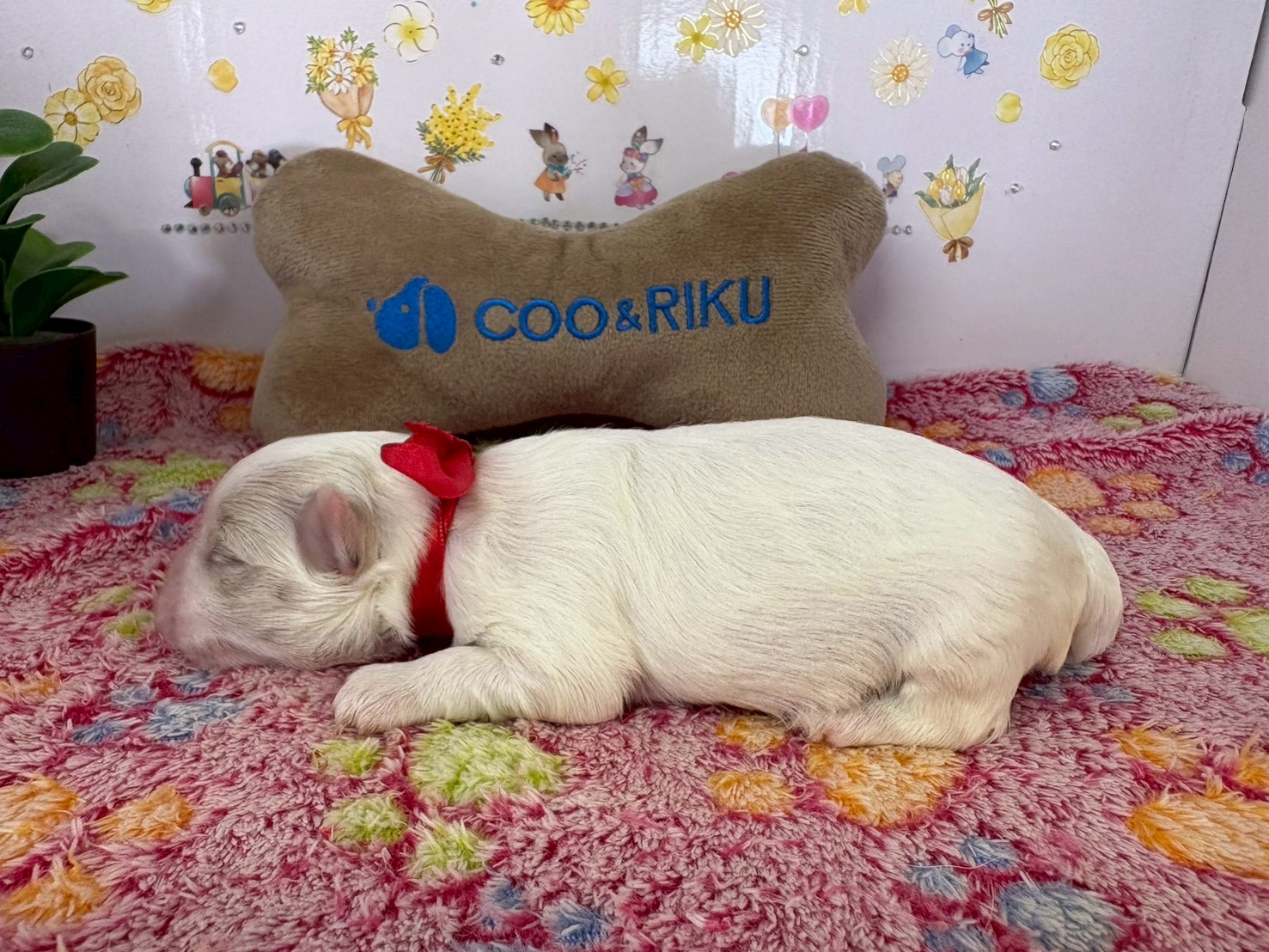 赤ちゃん写真1-2