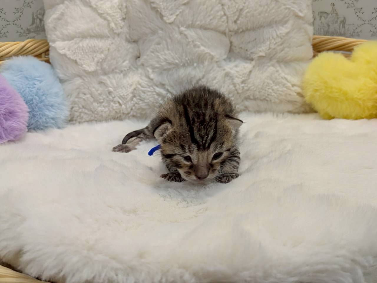 赤ちゃん写真1-1