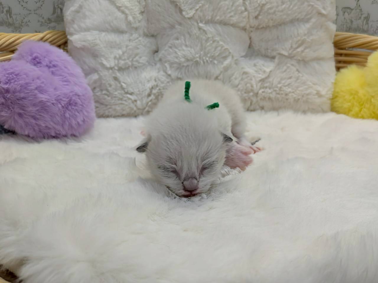 赤ちゃん写真1-1