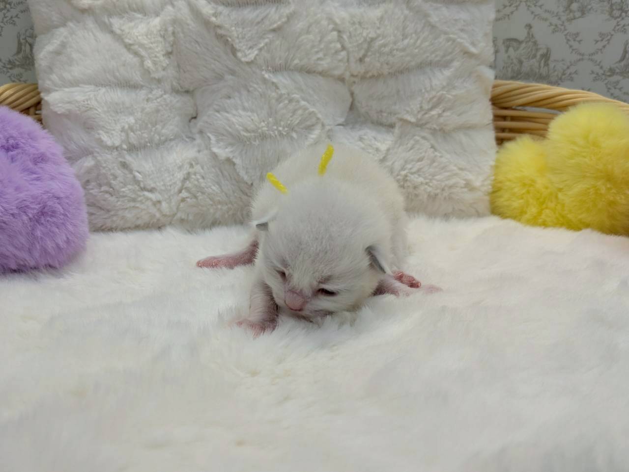 赤ちゃん写真1-1
