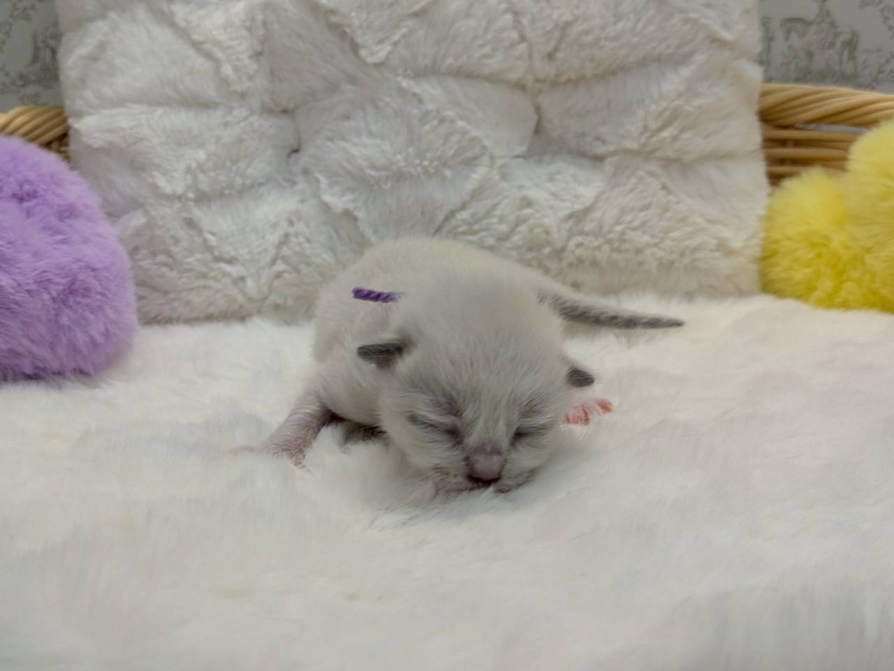 赤ちゃん写真1-1