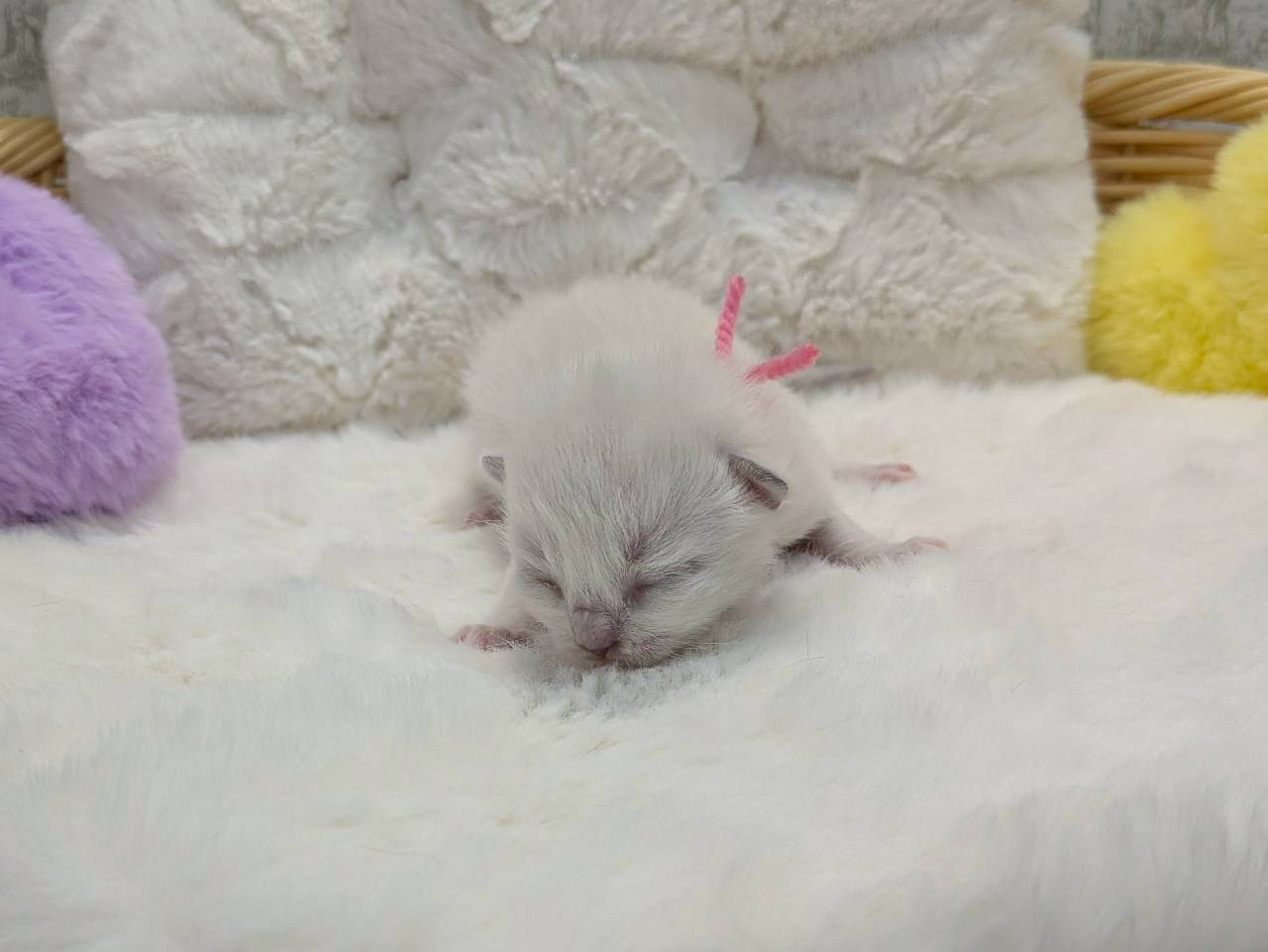 赤ちゃん写真1-1