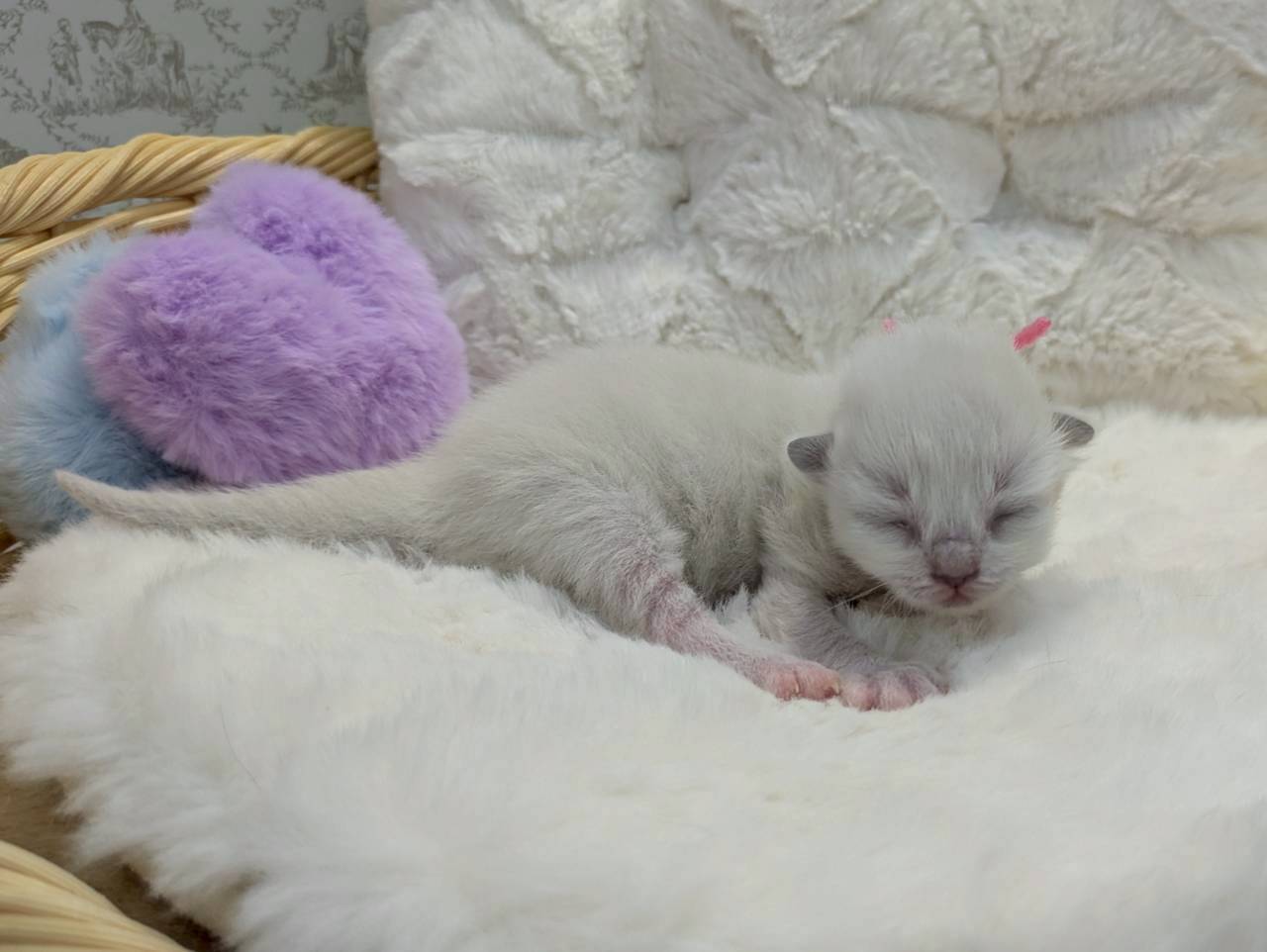赤ちゃん写真1-2