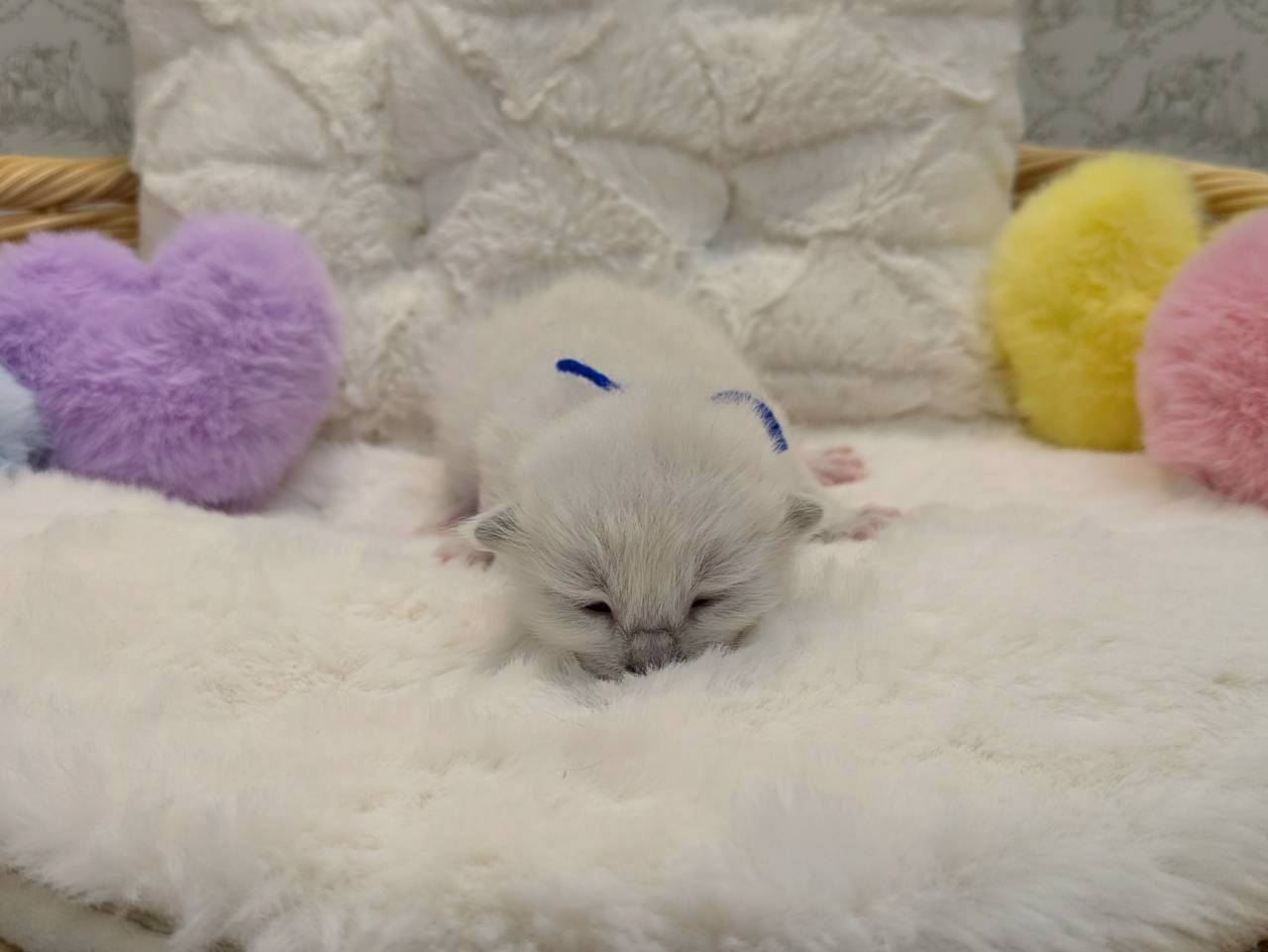 赤ちゃん写真1-1