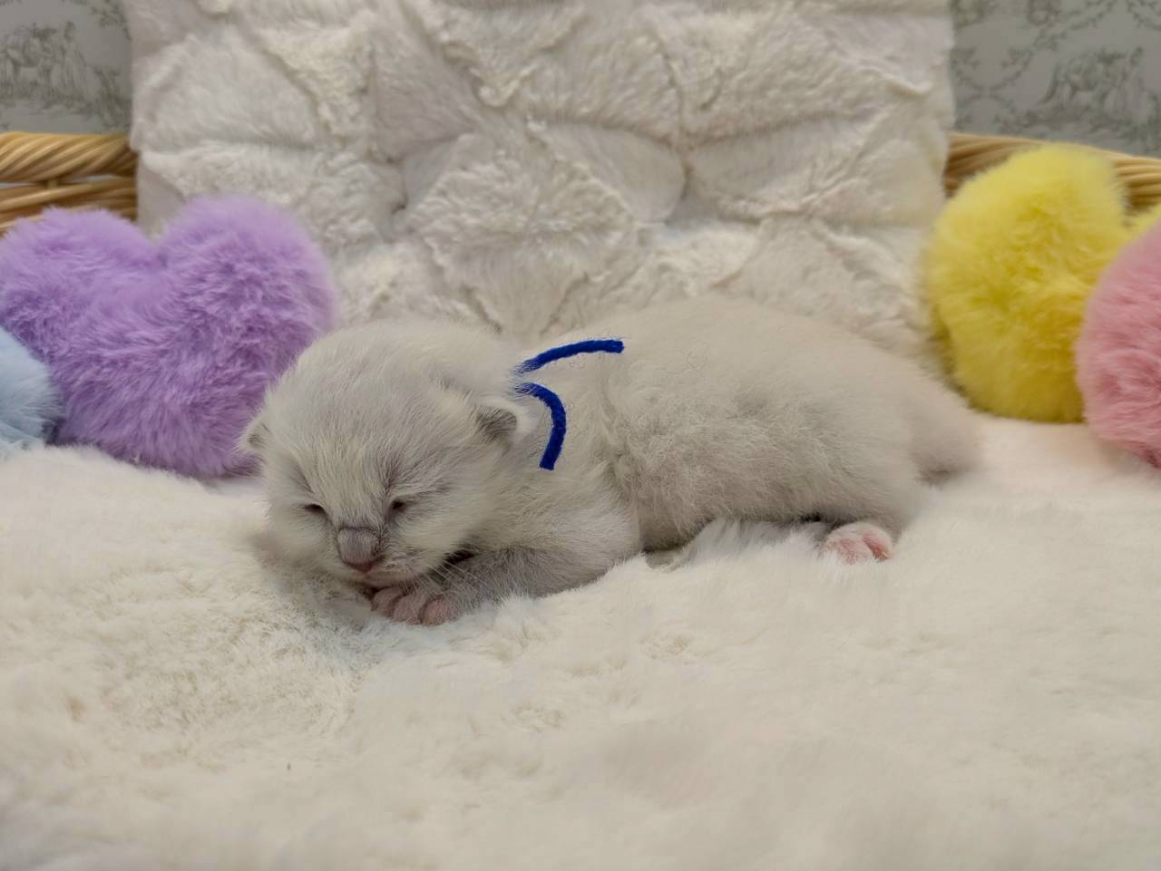 赤ちゃん写真1-2