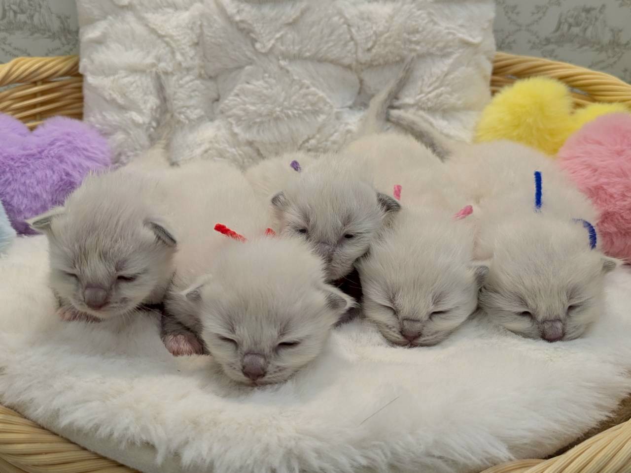 赤ちゃん写真1-3
