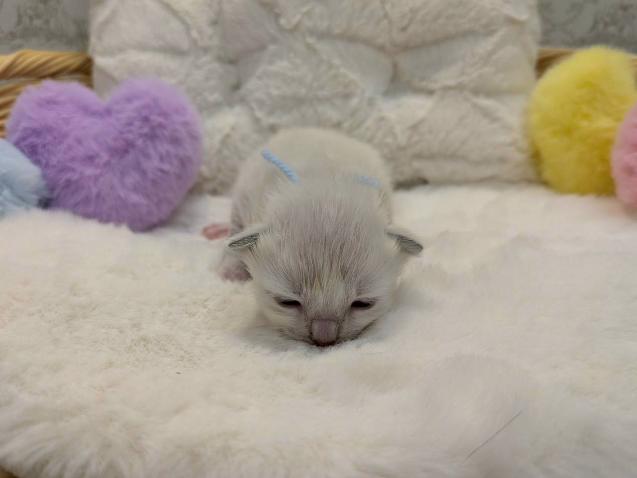 赤ちゃん写真1-1