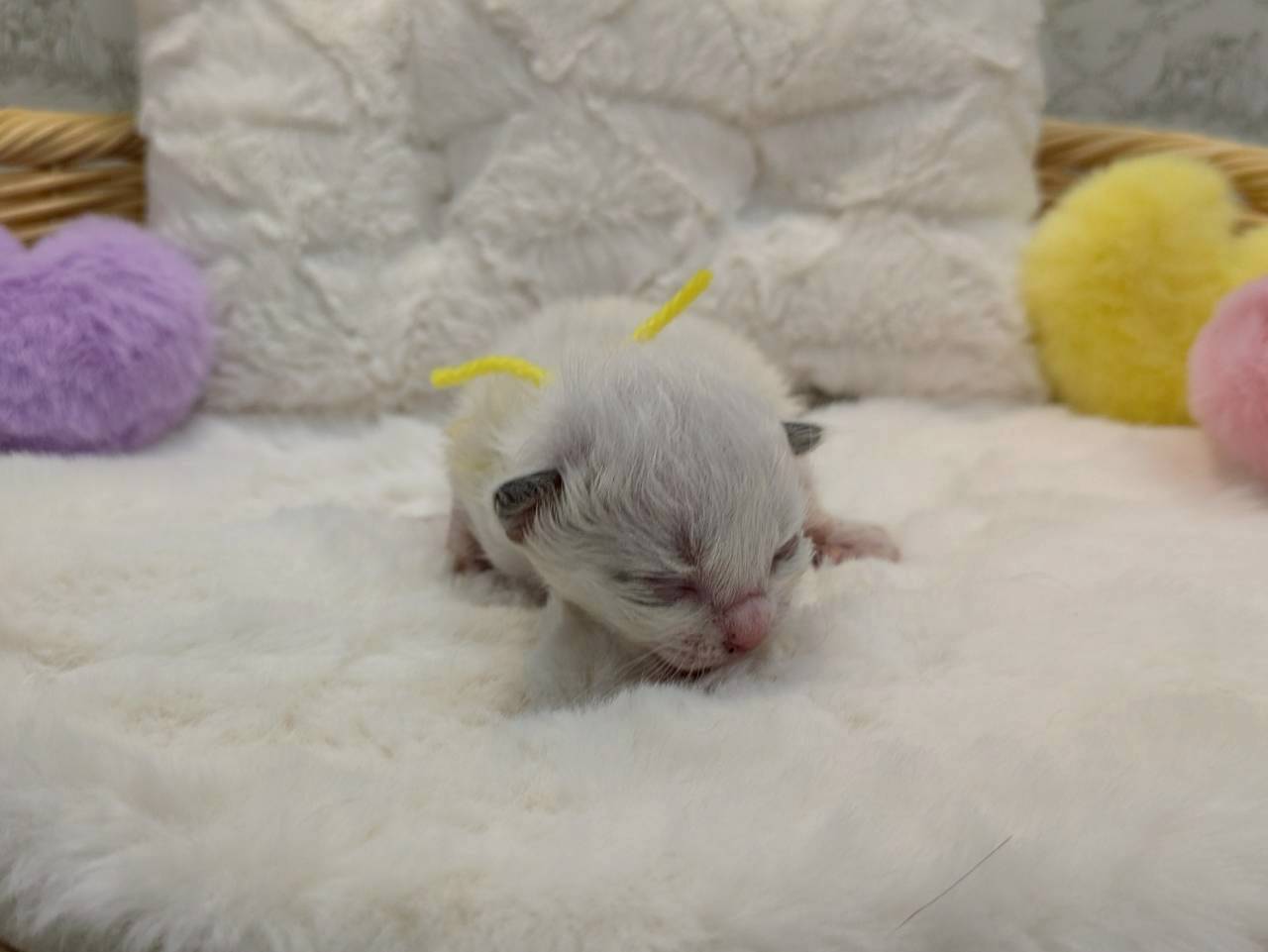 赤ちゃん写真1-1