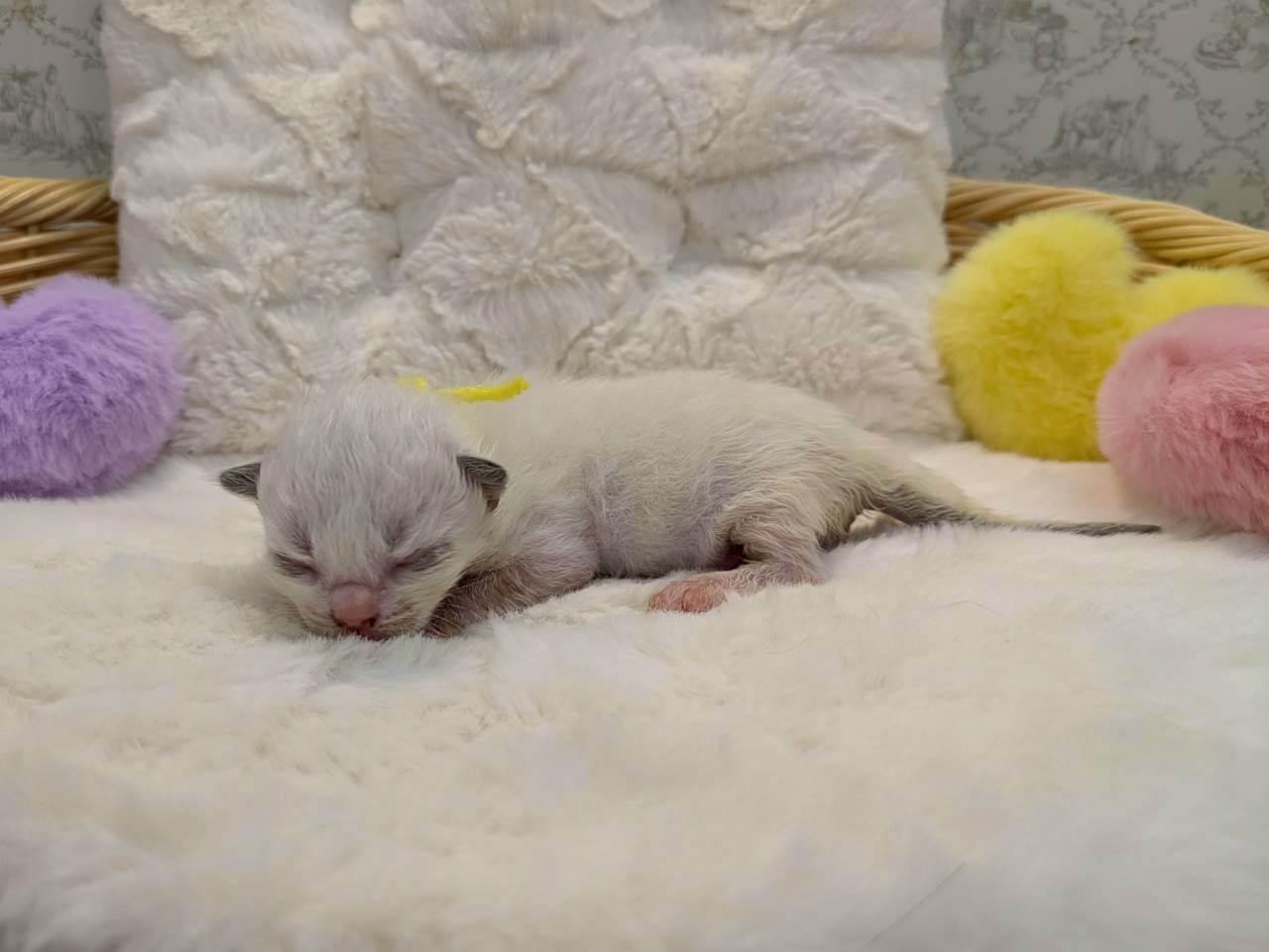 赤ちゃん写真1-2