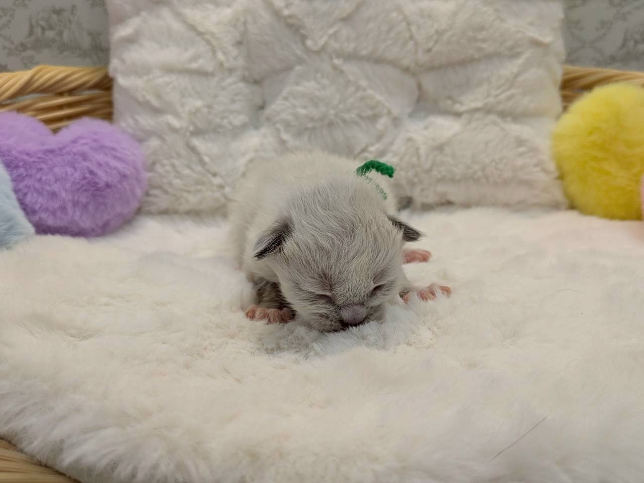 赤ちゃん写真1-1