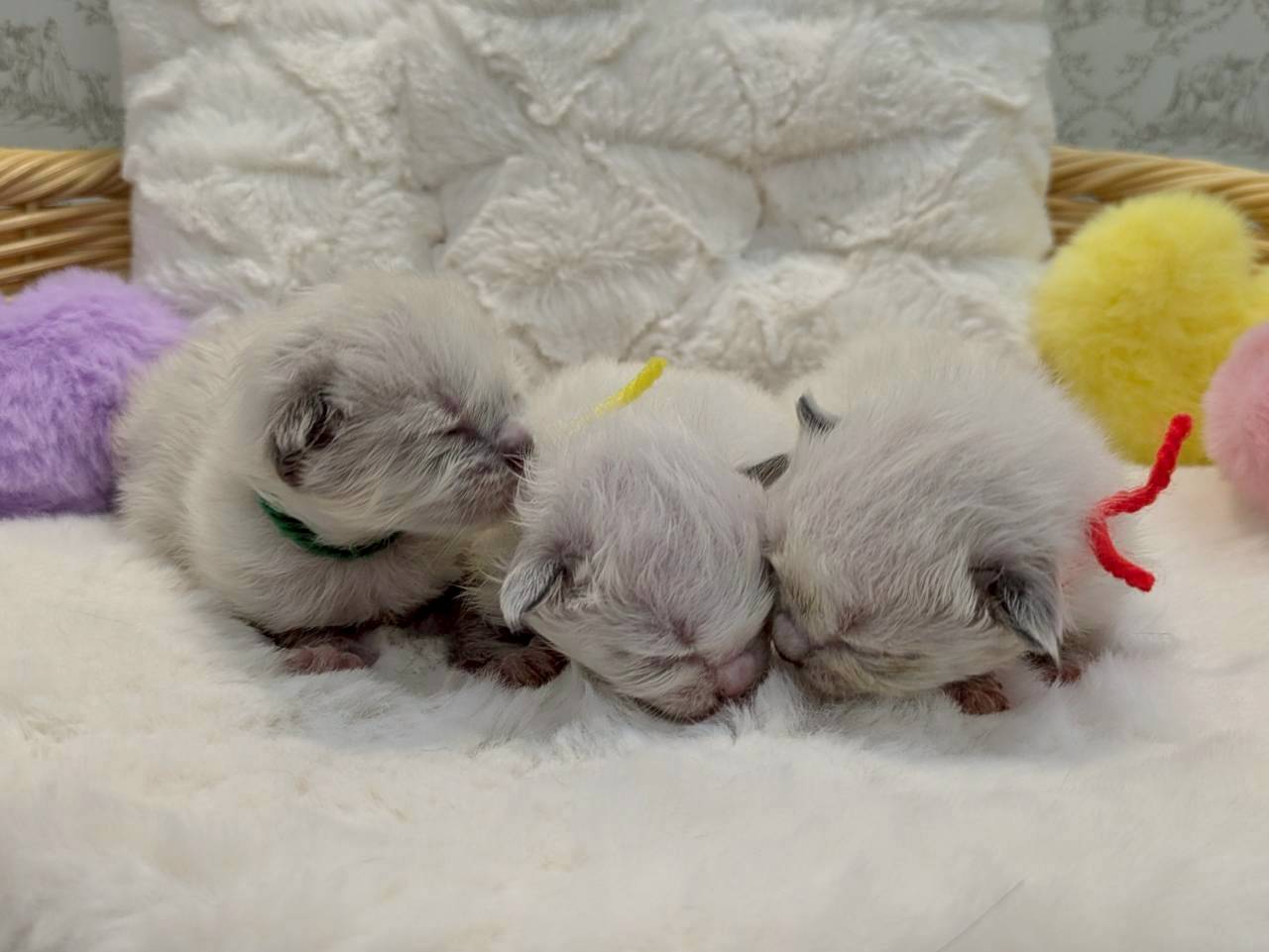 赤ちゃん写真1-3